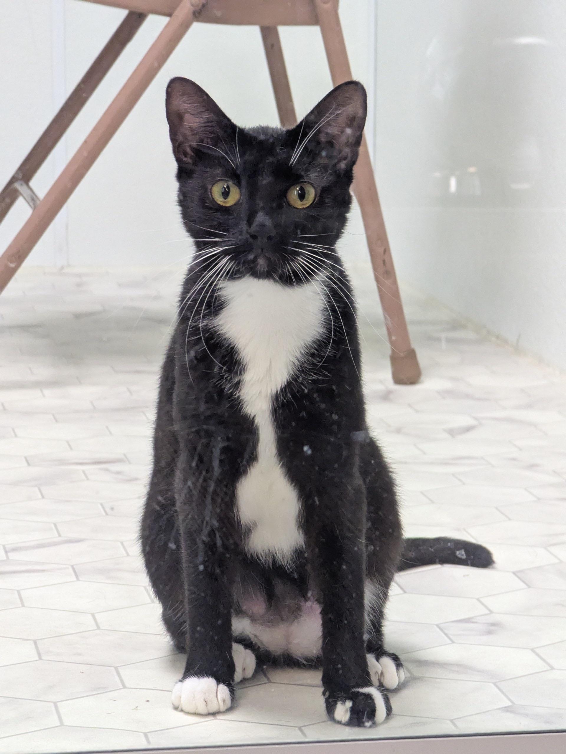 Roxy, an adoptable Domestic Short Hair in Valley Center, KS, 67147 | Photo Image 3