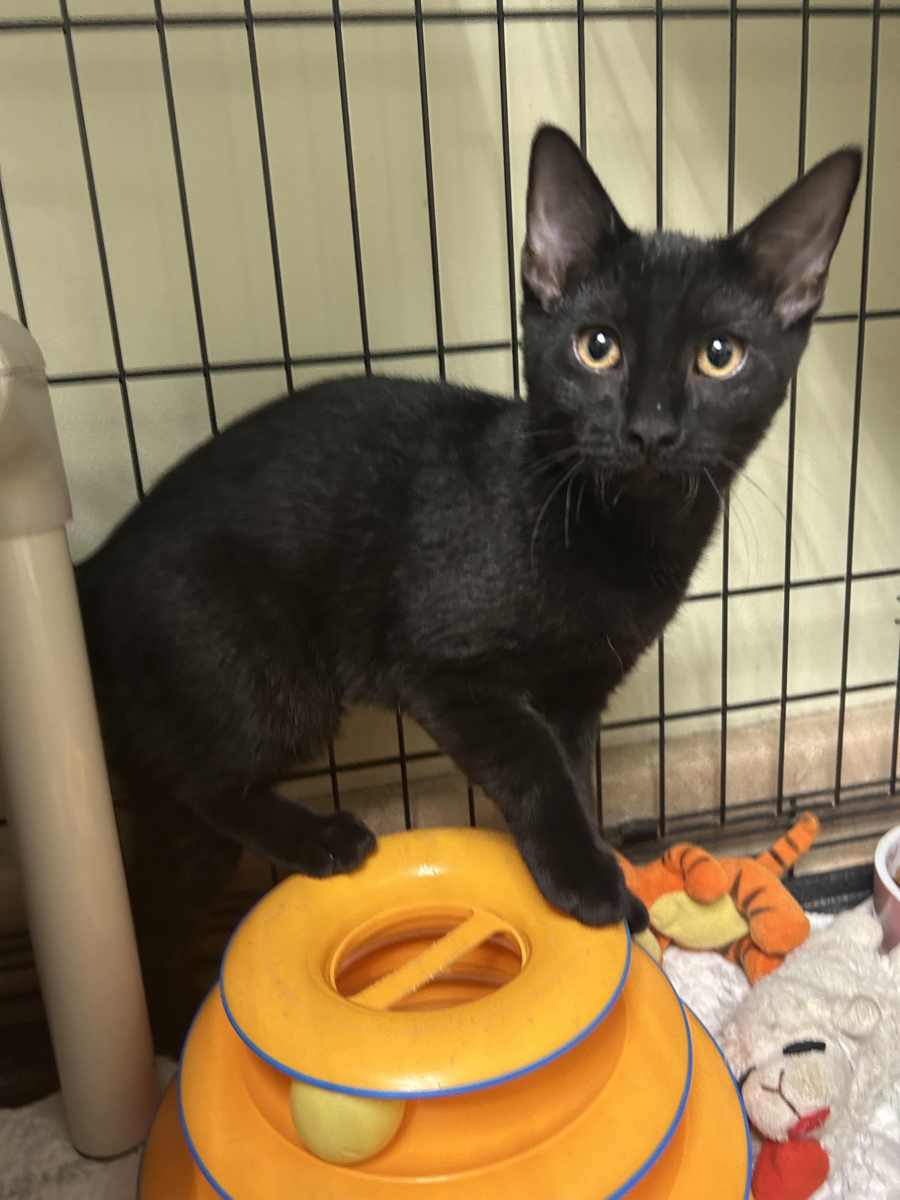 Tabasco and Habanero, a ADOPTABLE Domestic Short Hair in Cape May, NJ image 3/4
