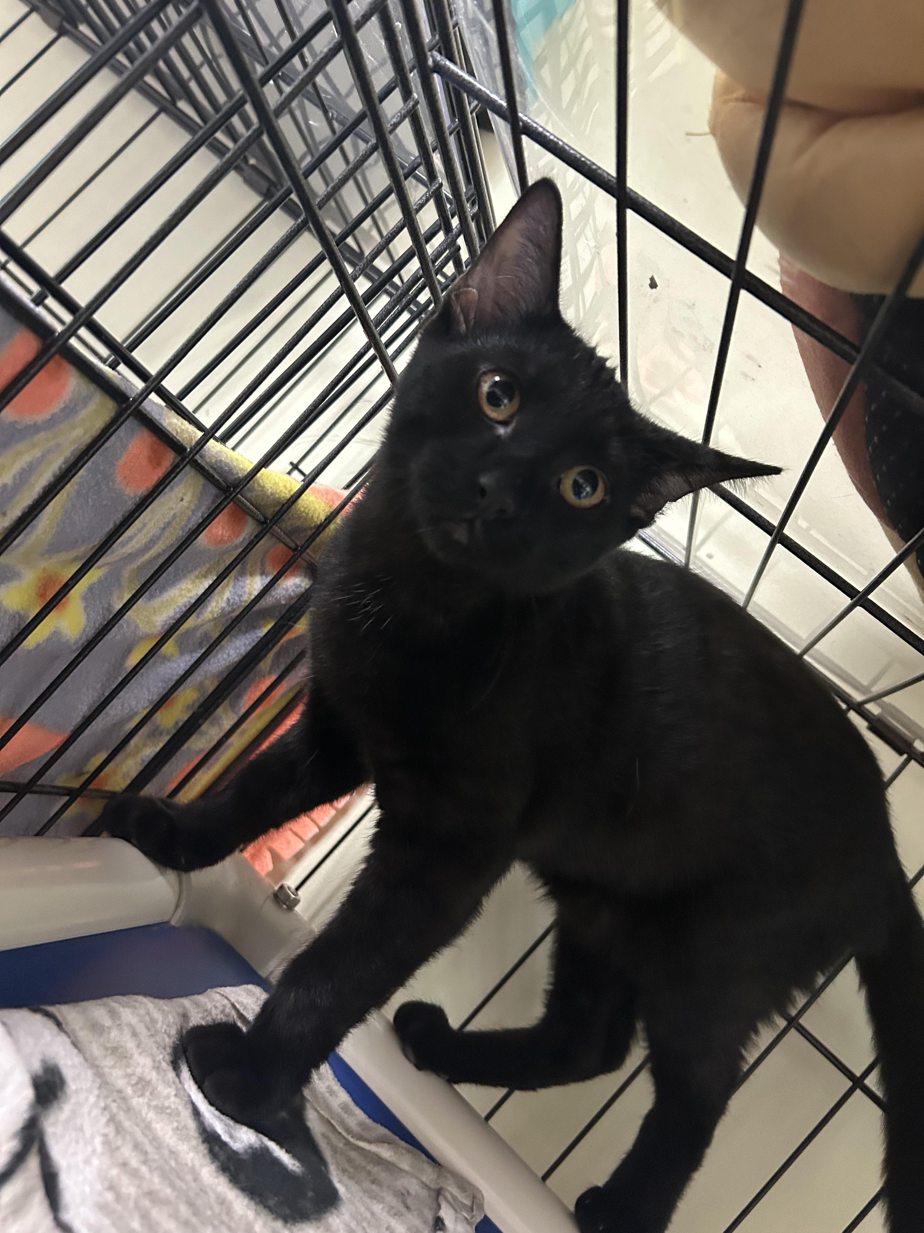 Tabasco and Habanero, a ADOPTABLE Domestic Short Hair in Cape May, NJ image 4/4