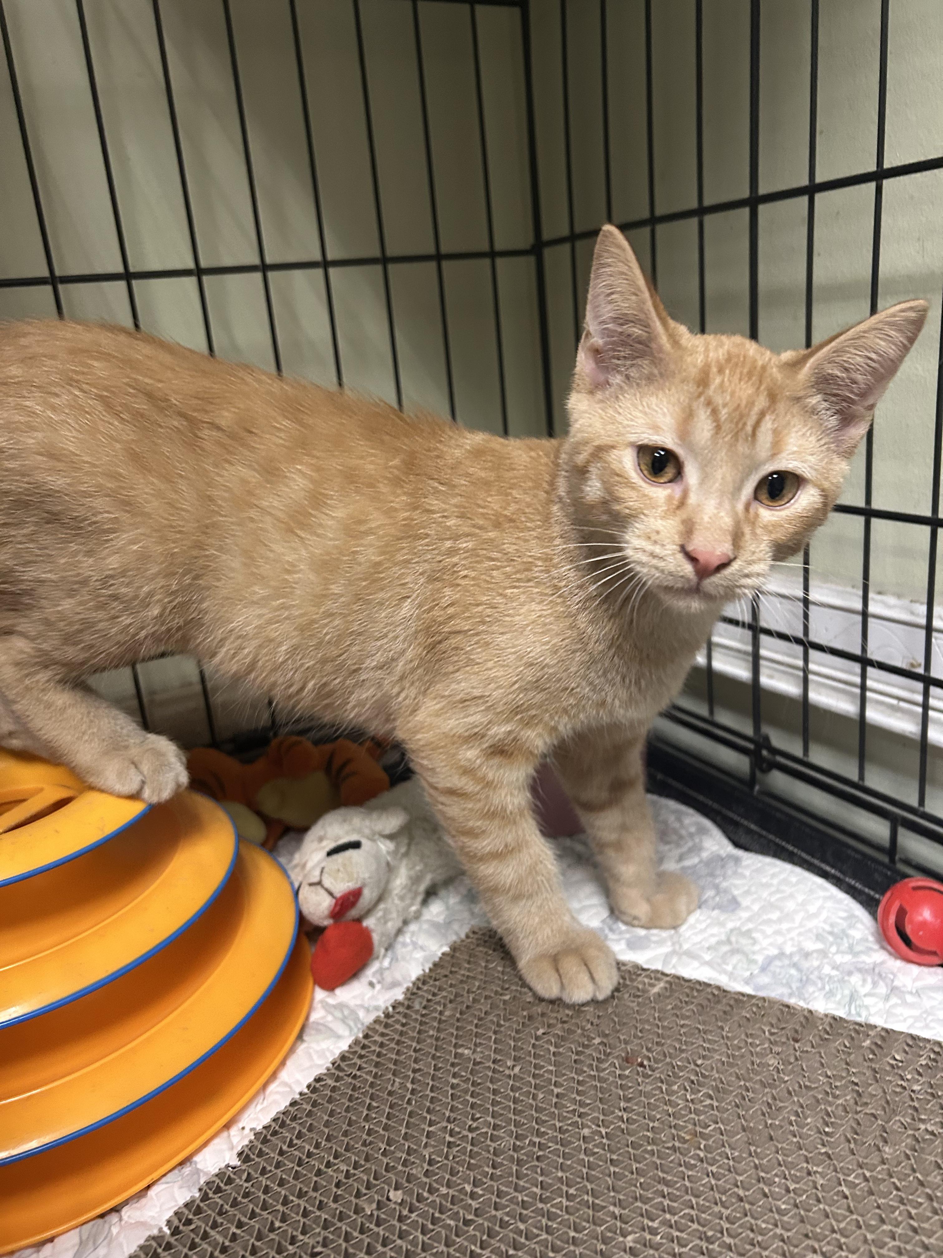 Tabasco and Habanero, ADOPTABLE, Kitten Male Domestic Short Hair.