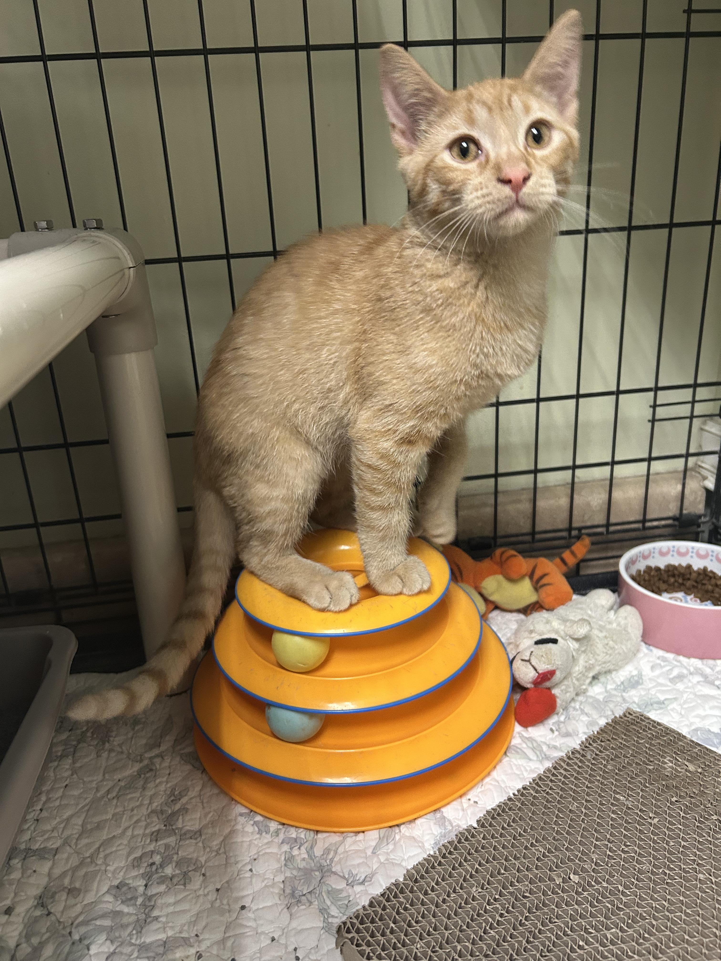 Tabasco and Habanero, a ADOPTABLE Domestic Short Hair in Cape May, NJ image 2/4
