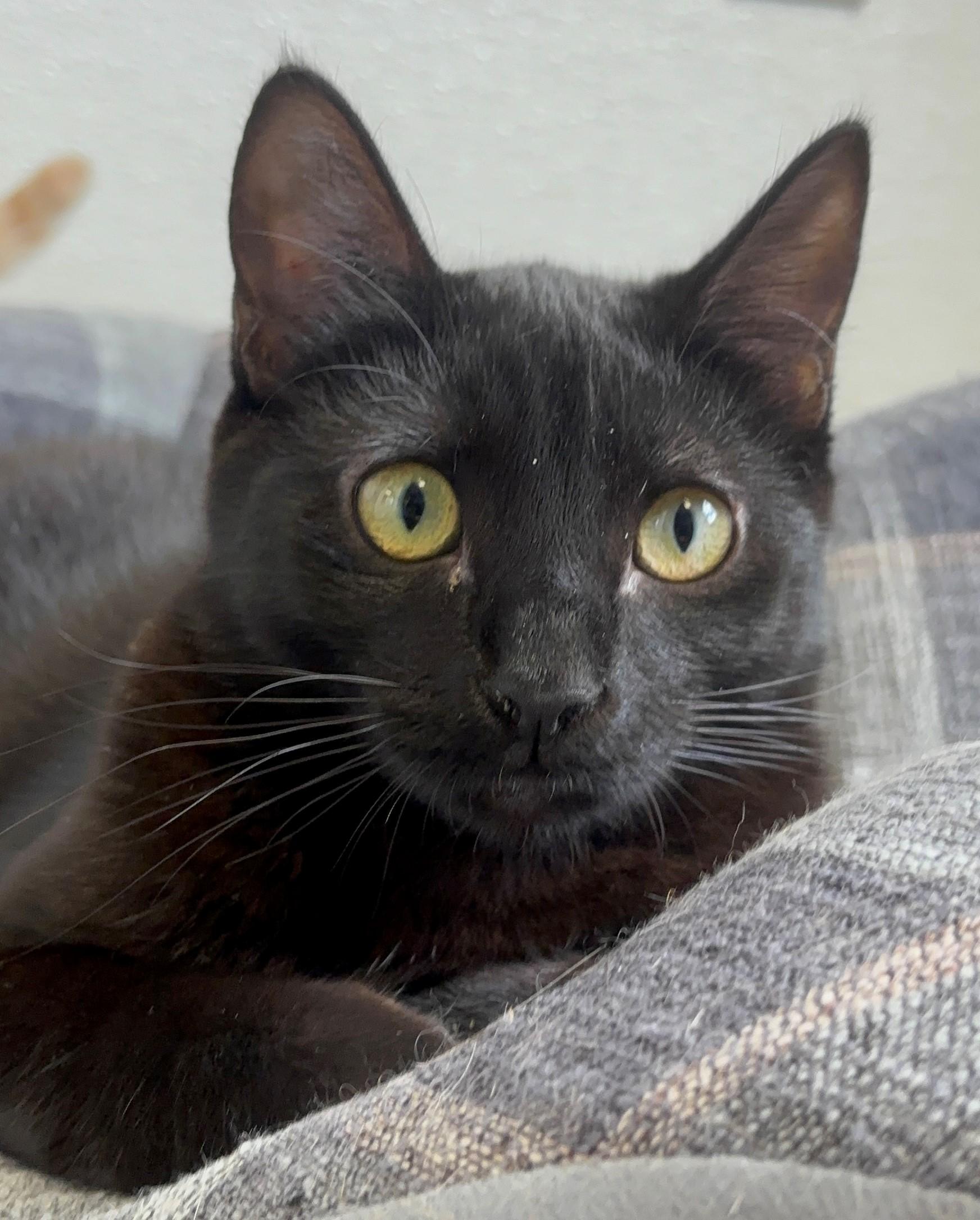 Sirius Black, ADOPTABLE, Young Male Domestic Short Hair.