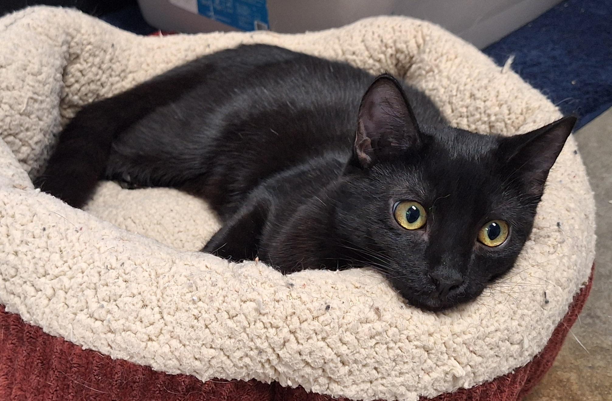 Enlarge Sirius Black, a ADOPTABLE mixed breed in Payson, AZ image 2/2