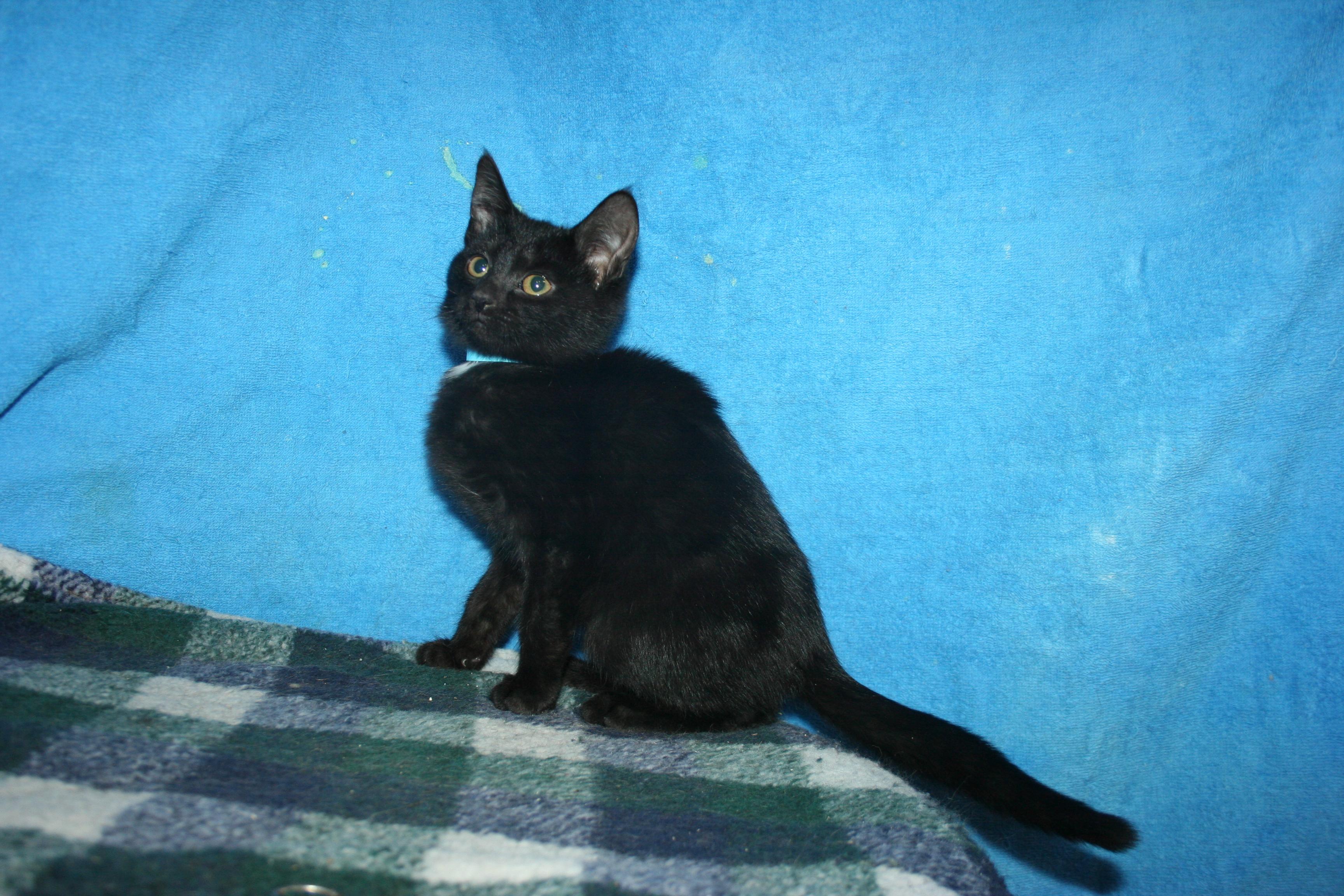 Enlarge Seffie, a Adoptable mixed breed in Howell, MI image 5/5