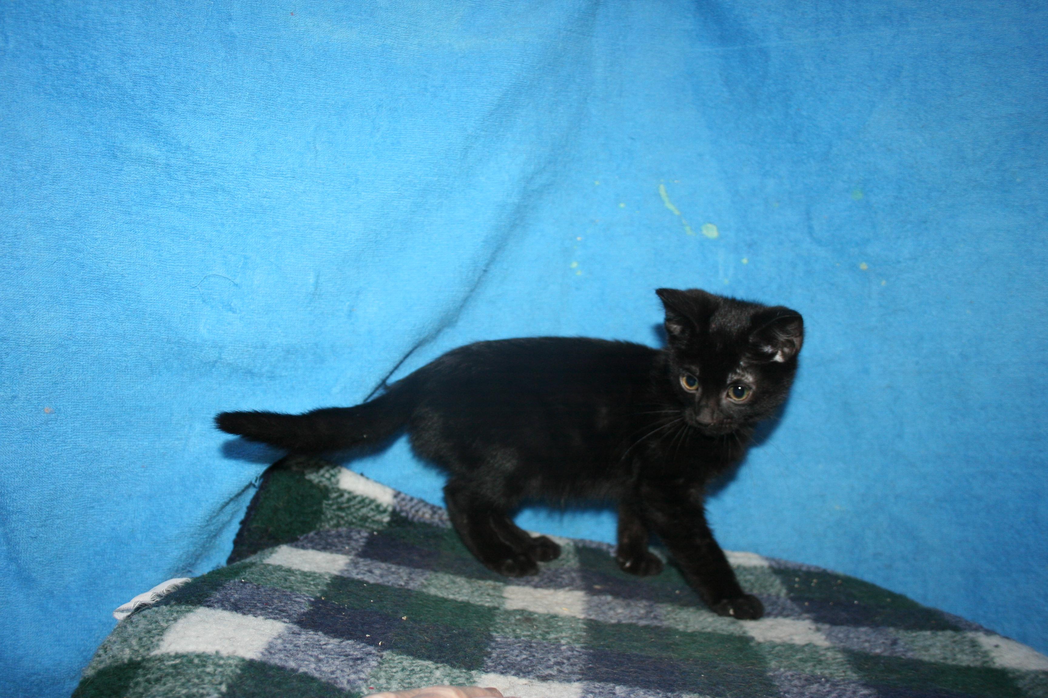 Enlarge Seffie, a Adoptable mixed breed in Howell, MI image 2/5