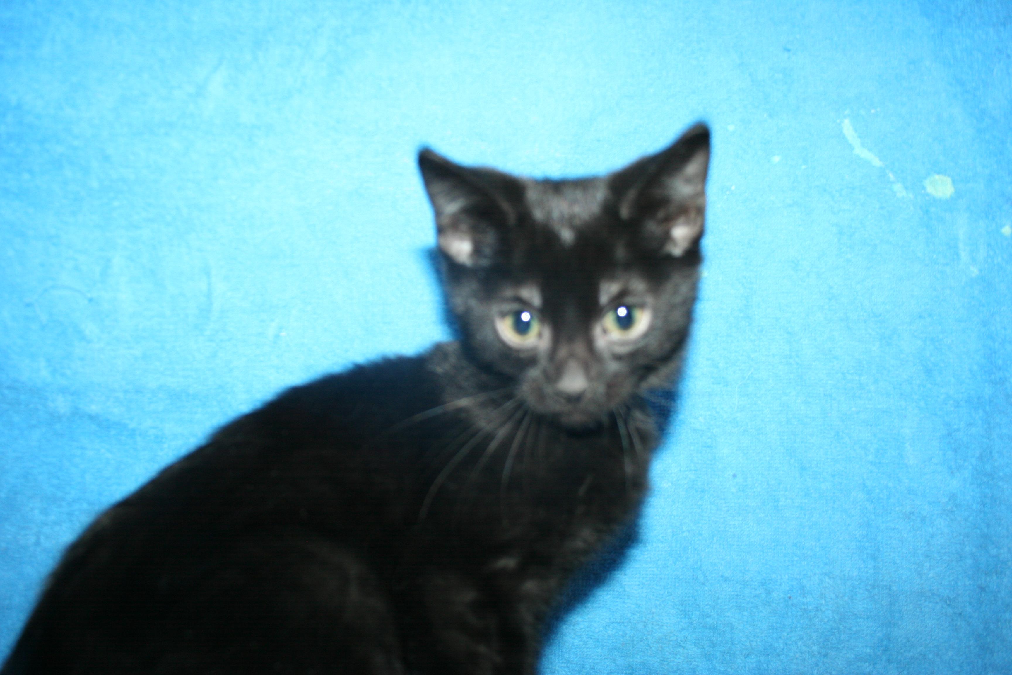 Enlarge Seffie, a Adoptable mixed breed in Howell, MI image 1/5