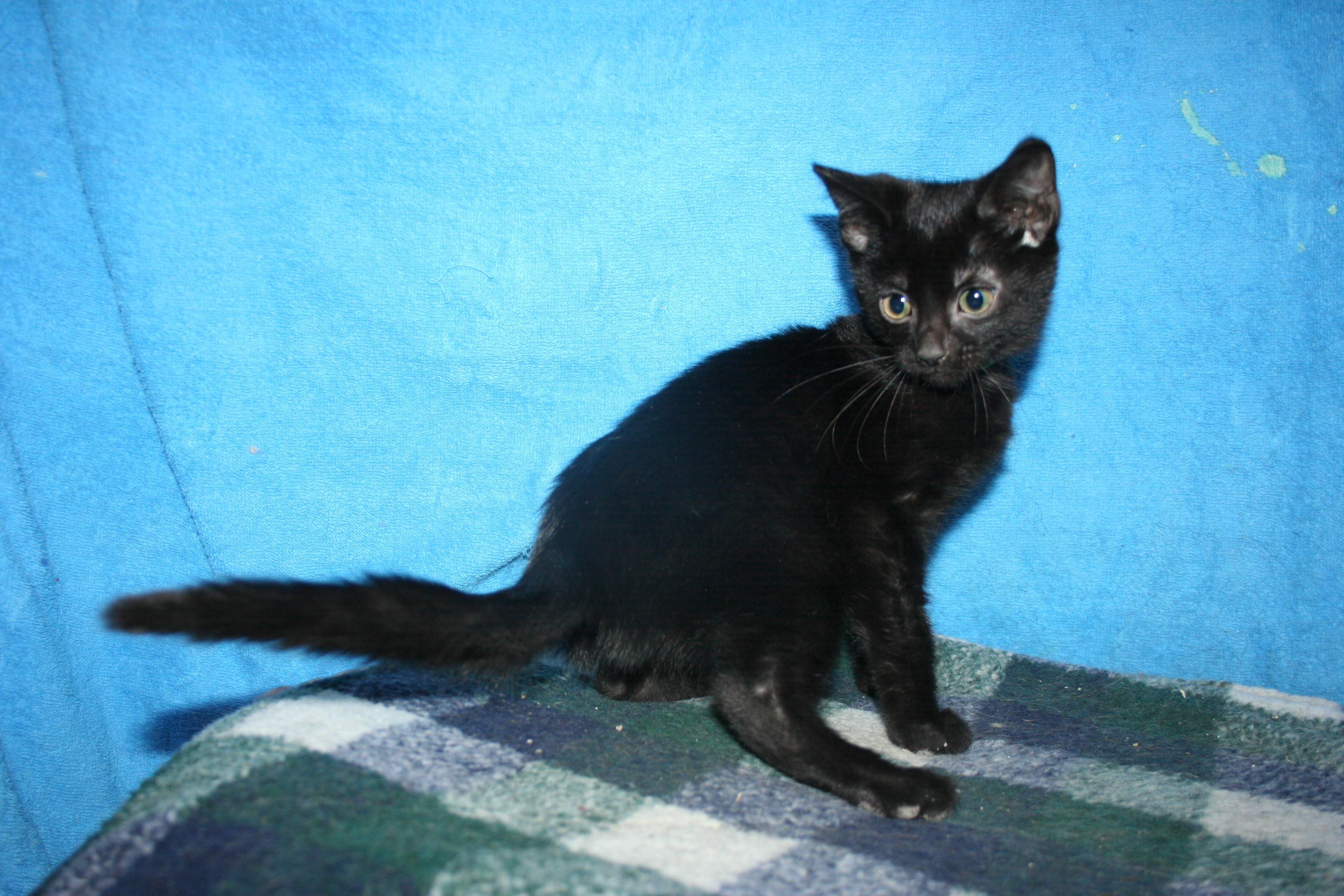 Enlarge Seffie, a Adoptable mixed breed in Howell, MI image 4/5