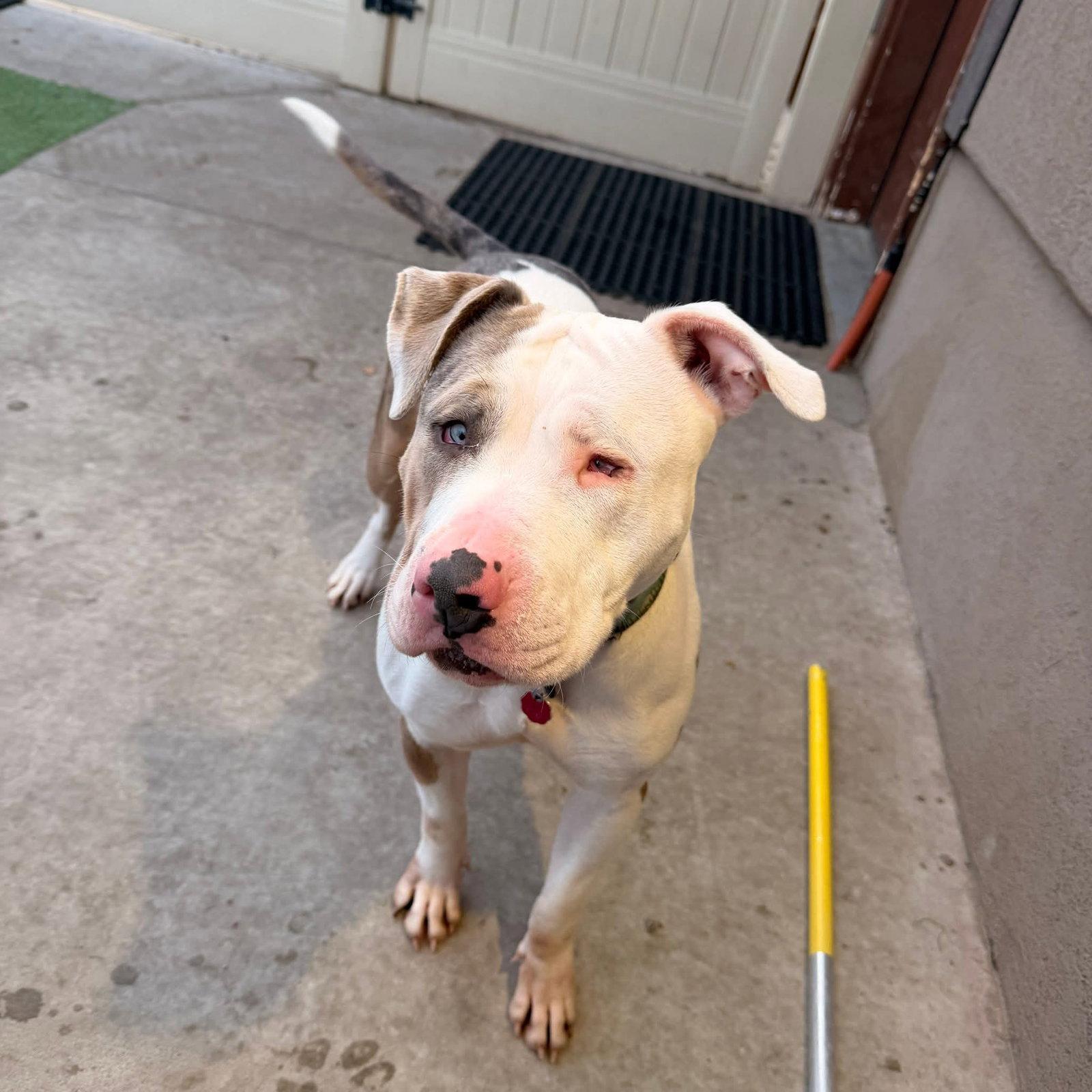 Enlarge Stella, a Adoptable Pit Bull Terrier in Midway, UT image 1/2