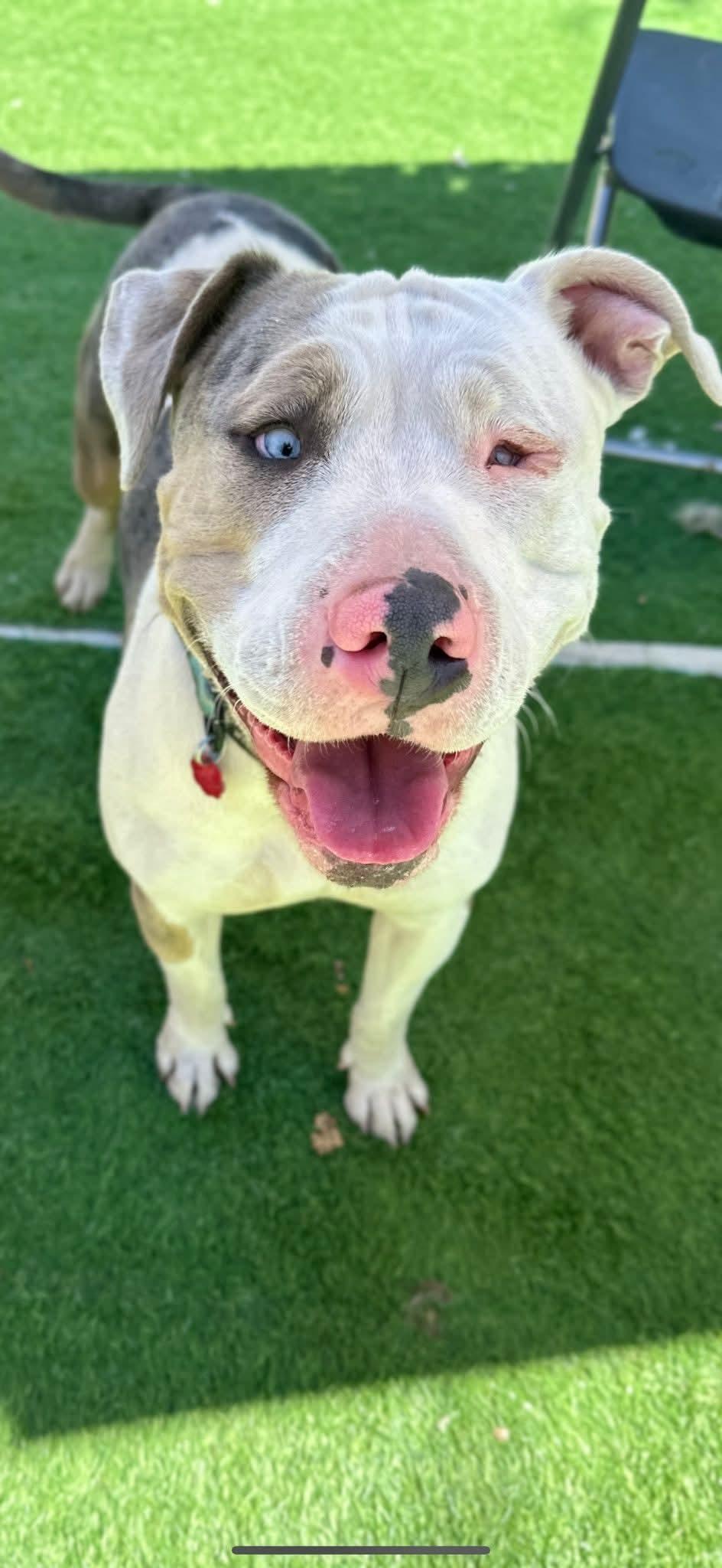 Enlarge Stella, a Adoptable Pit Bull Terrier in Midway, UT image 2/2