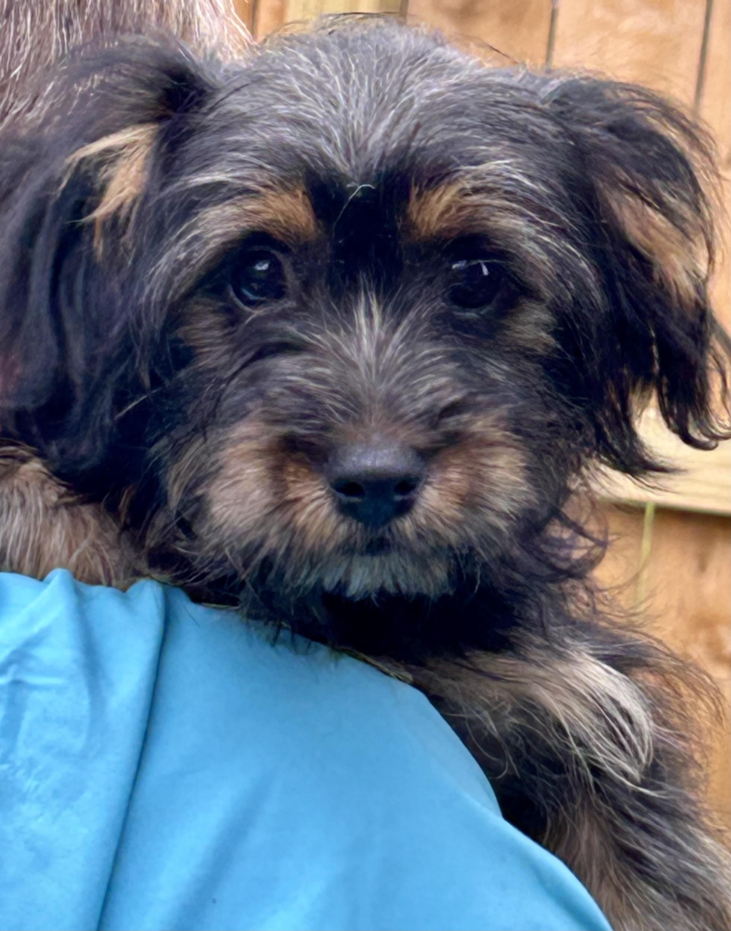Romeo, adopted, Puppy Male Havanese.