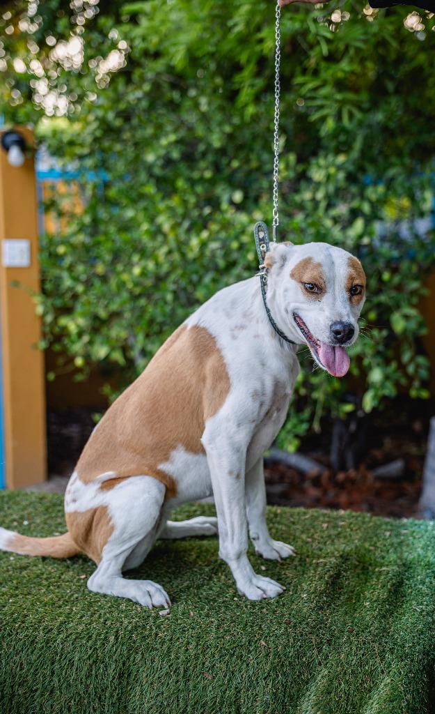 Bubbles, a Adoptable mixed breed in Anacortes, WA image 1/6