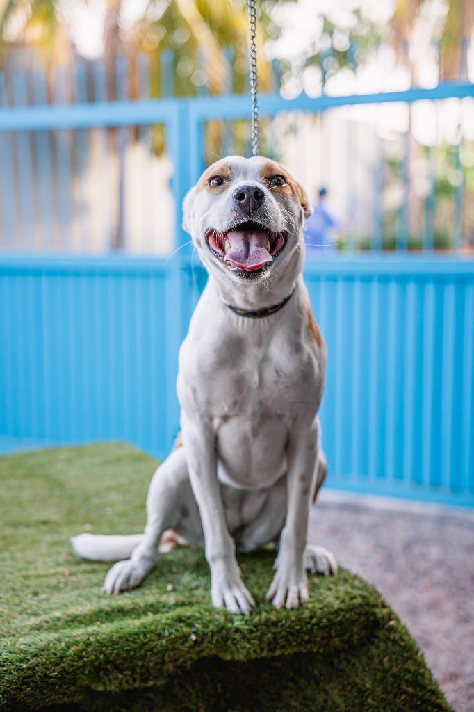 Bubbles, a Adoptable mixed breed in Anacortes, WA image 2/6