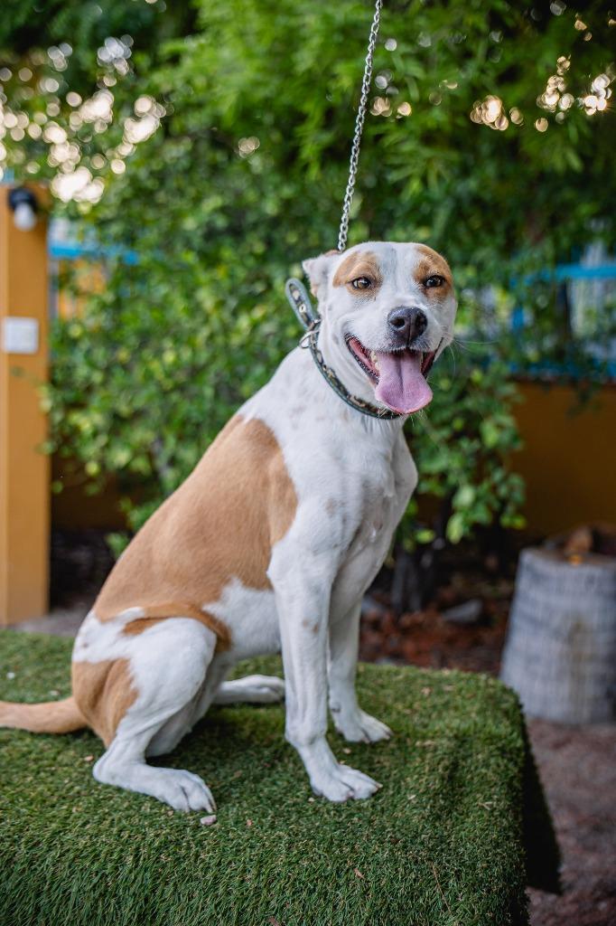 Enlarge Bubbles, a Adoptable mixed breed in Anacortes, WA image 2/6