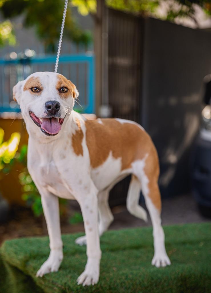 Bubbles, a Adoptable mixed breed in Anacortes, WA image 3/6
