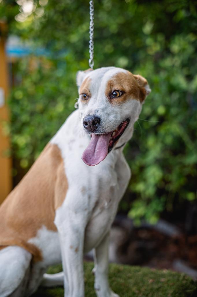 Enlarge Bubbles, a Adoptable mixed breed in Anacortes, WA image 5/6