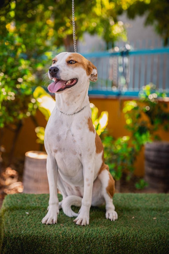 Enlarge Bubbles, a Adoptable mixed breed in Anacortes, WA image 6/6