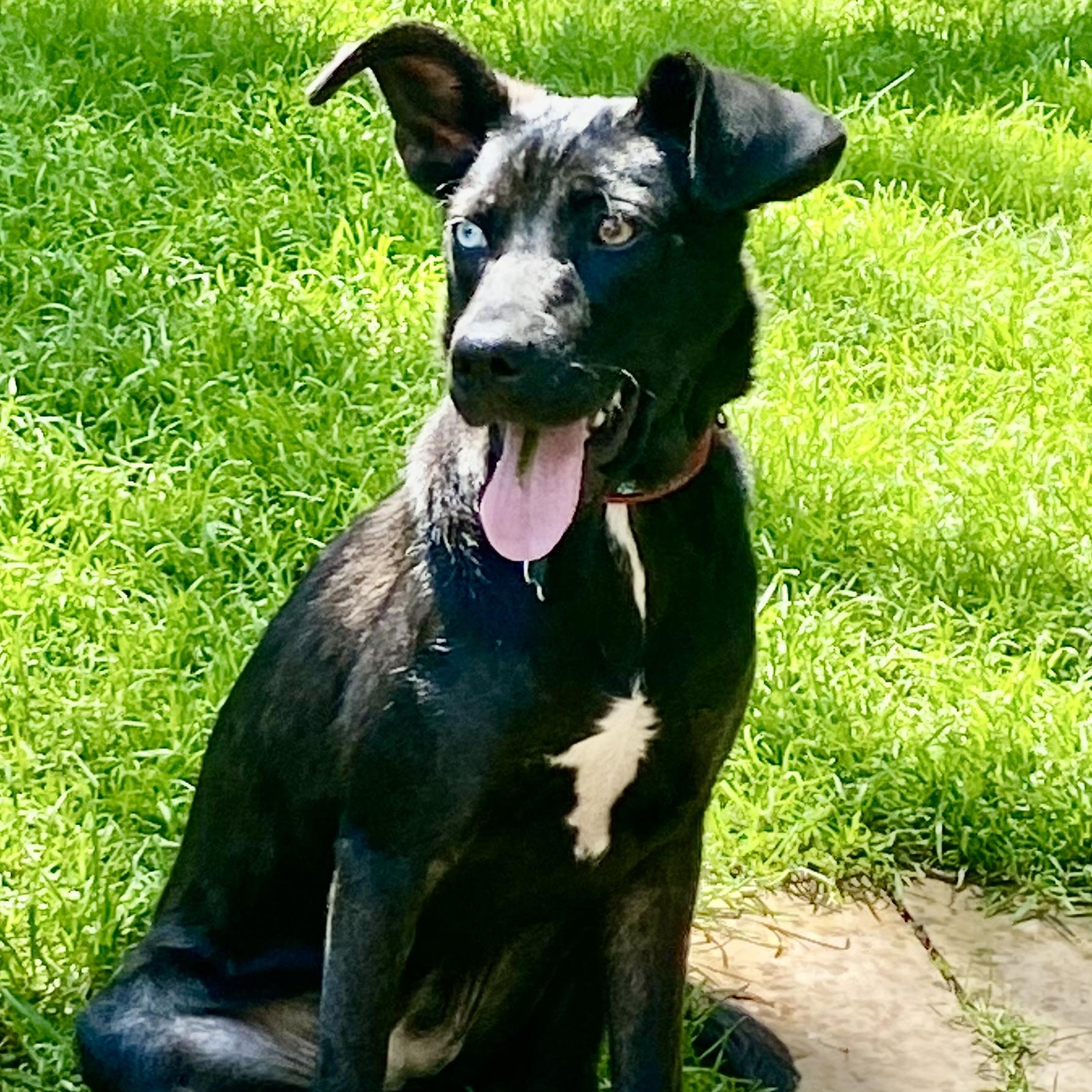 Veronica, Young Female Retriever
