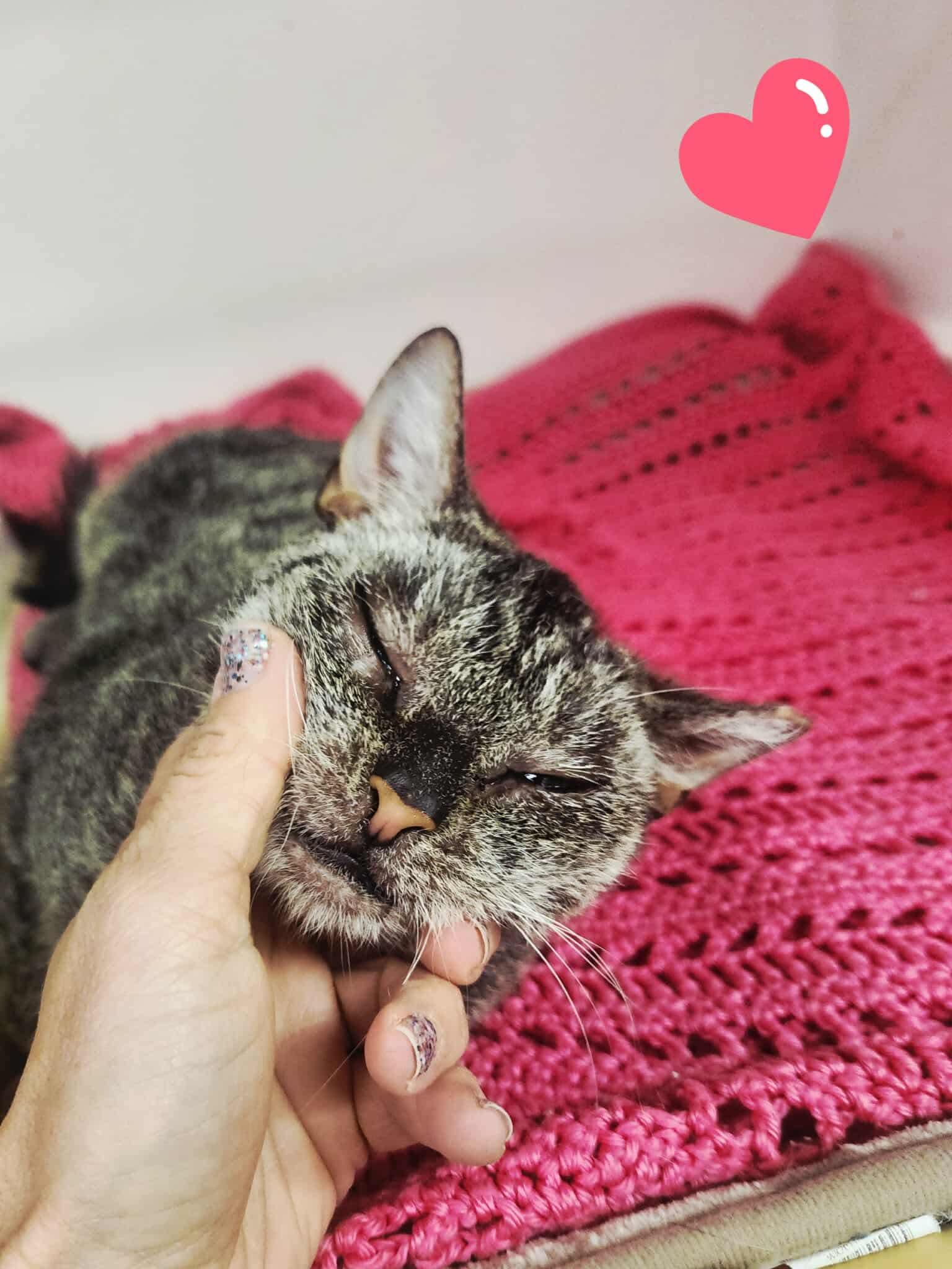 Emmie, Adoptable, Adult Female Domestic Short Hair.