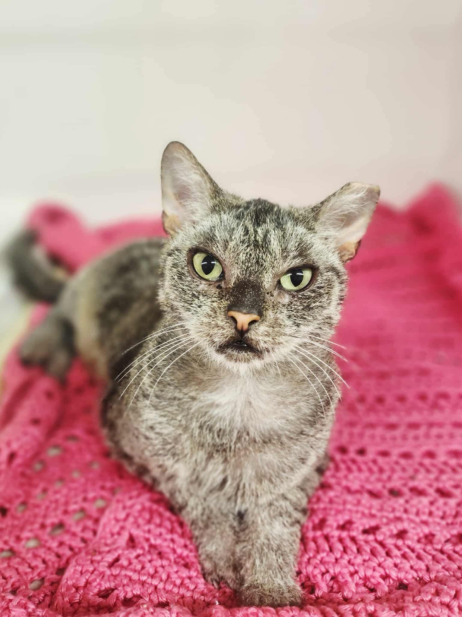 Enlarge Emmie, a Adoptable Domestic Short Hair in Social Circle, GA image 2/3