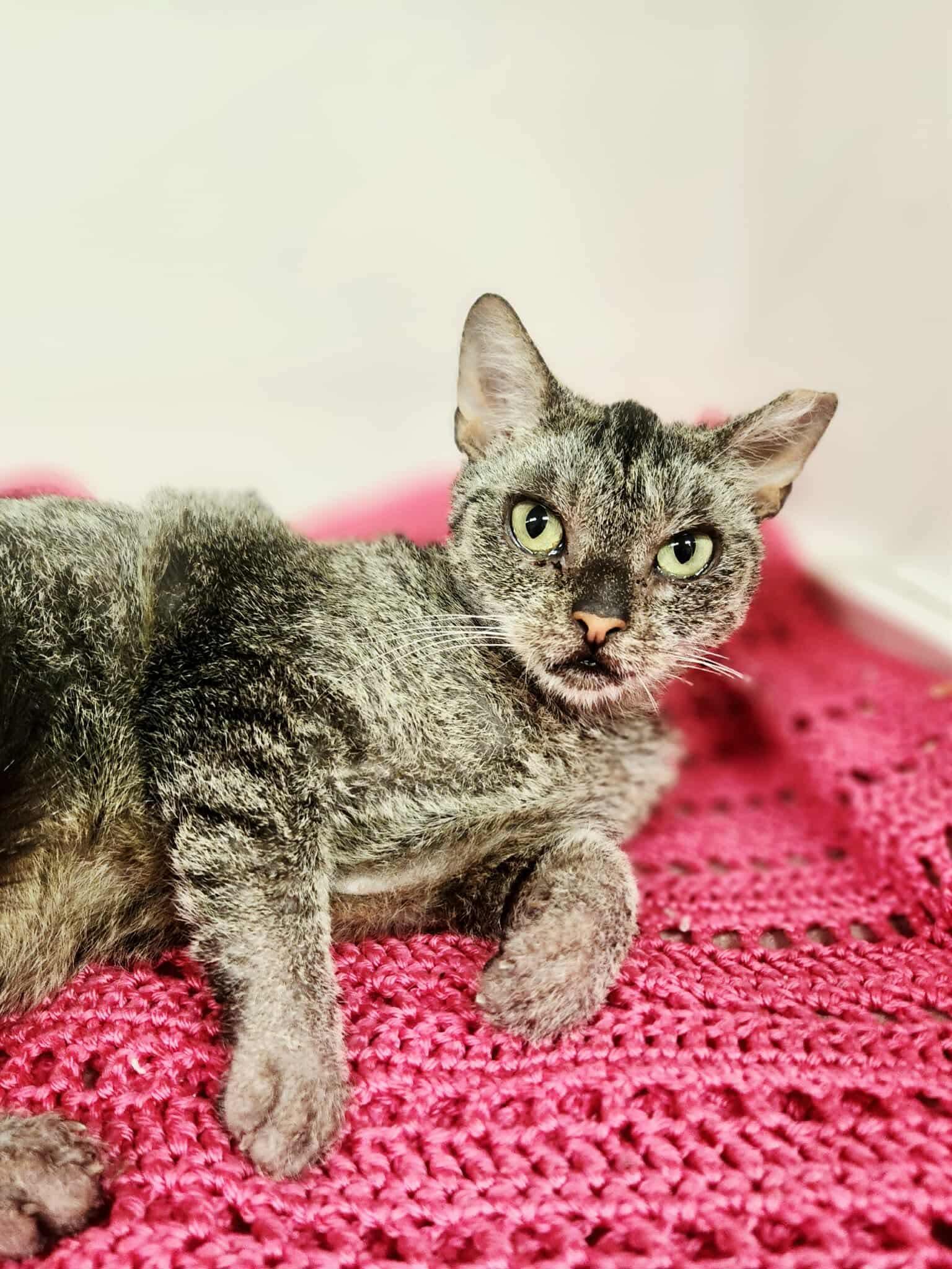 Enlarge Emmie, a Adoptable Domestic Short Hair in Social Circle, GA image 3/3