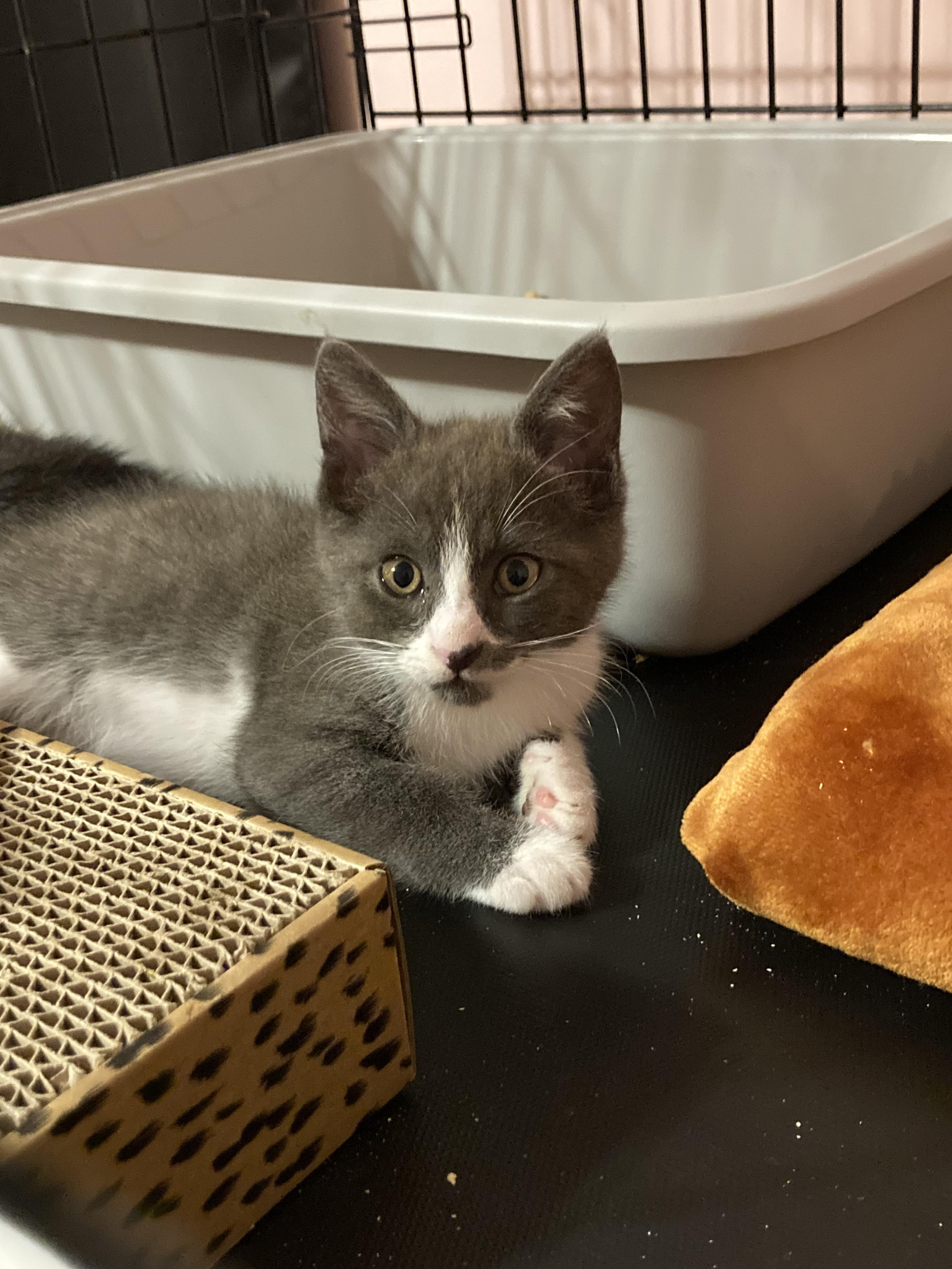 Inspector Poirot, Adoptable, Kitten Male Domestic Short Hair.