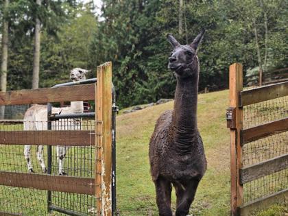 Shaggy, Adoptable, Senior Male Llama.