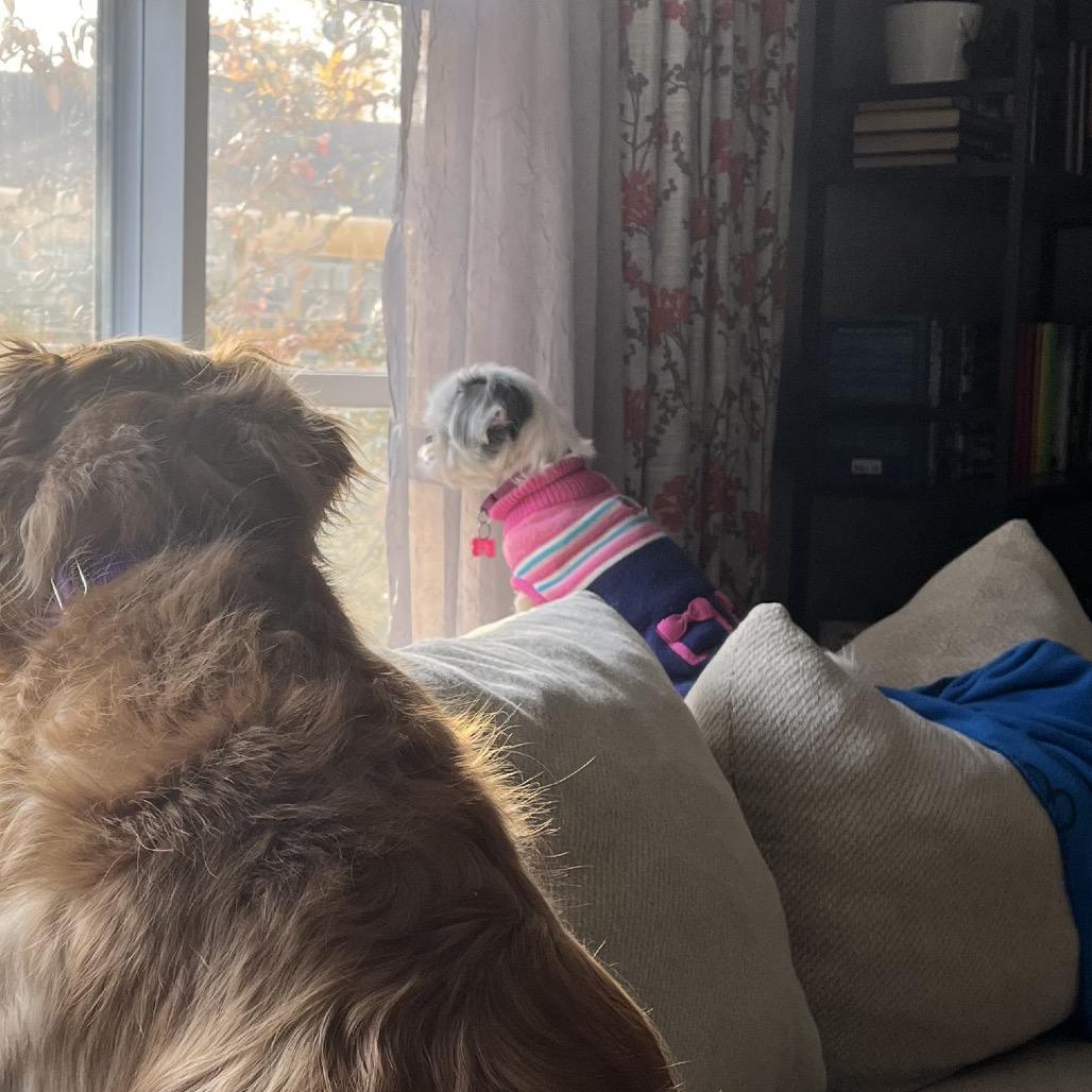 Birdie, Adoptable, Adult Female Shih Tzu.