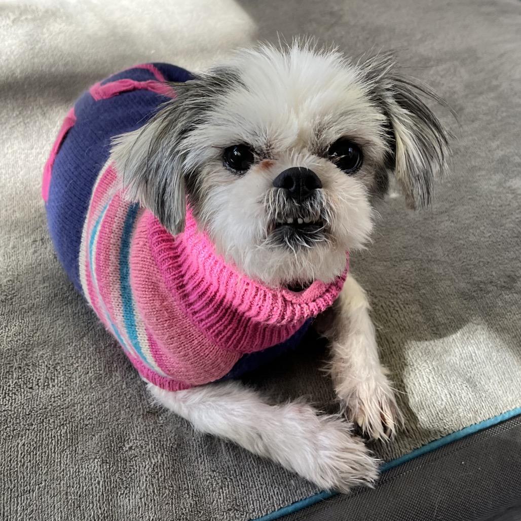 Enlarge Birdie, a Adoptable Shih Tzu in Sinking Spring, PA image 2/6