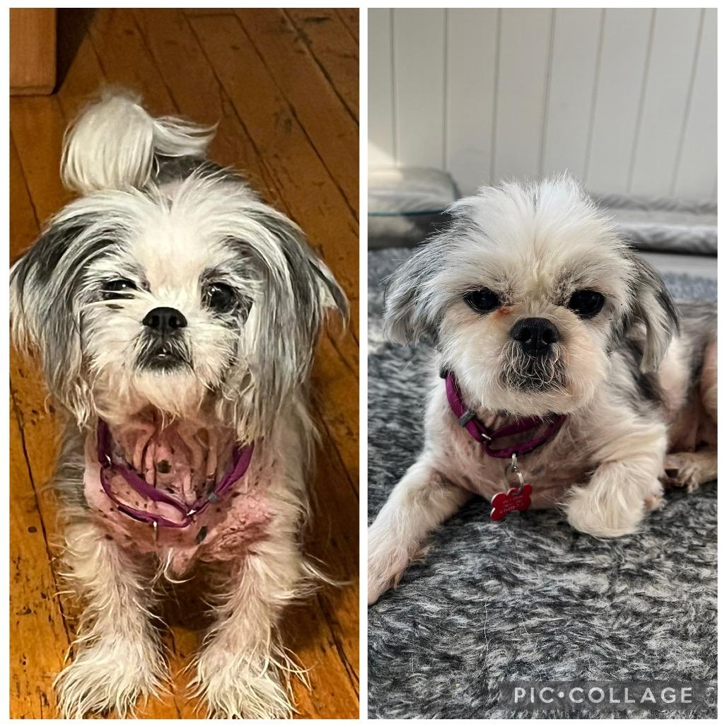 Enlarge Birdie, a Adoptable Shih Tzu in Sinking Spring, PA image 3/6