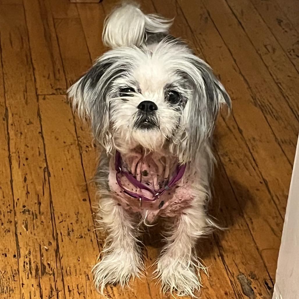 Enlarge Birdie, a Adoptable Shih Tzu in Sinking Spring, PA image 4/6
