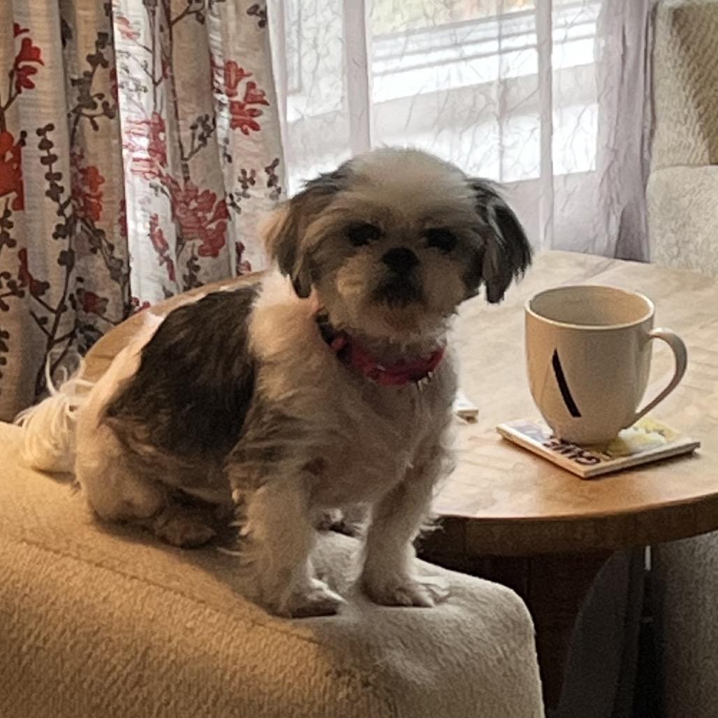 Enlarge Birdie, a Adoptable Shih Tzu in Sinking Spring, PA image 5/6