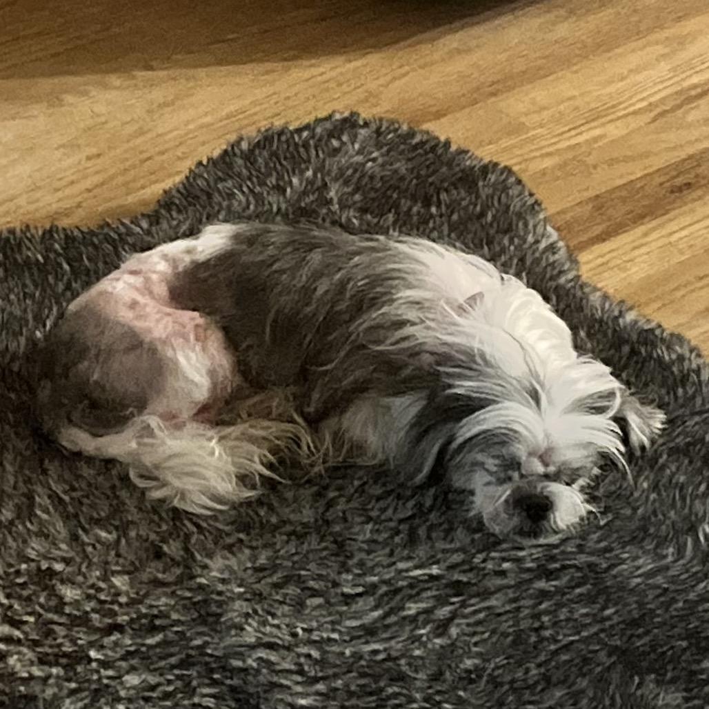 Enlarge Birdie, a Adoptable Shih Tzu in Sinking Spring, PA image 6/6