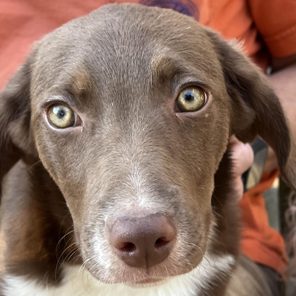 Caroline, Adoptable, Puppy Female Beagle.