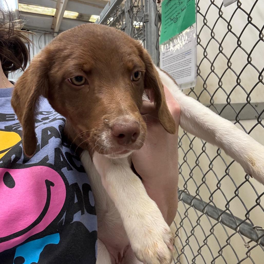 Enlarge Caroline, a Adoptable mixed breed in Pekin, IL image 1/1