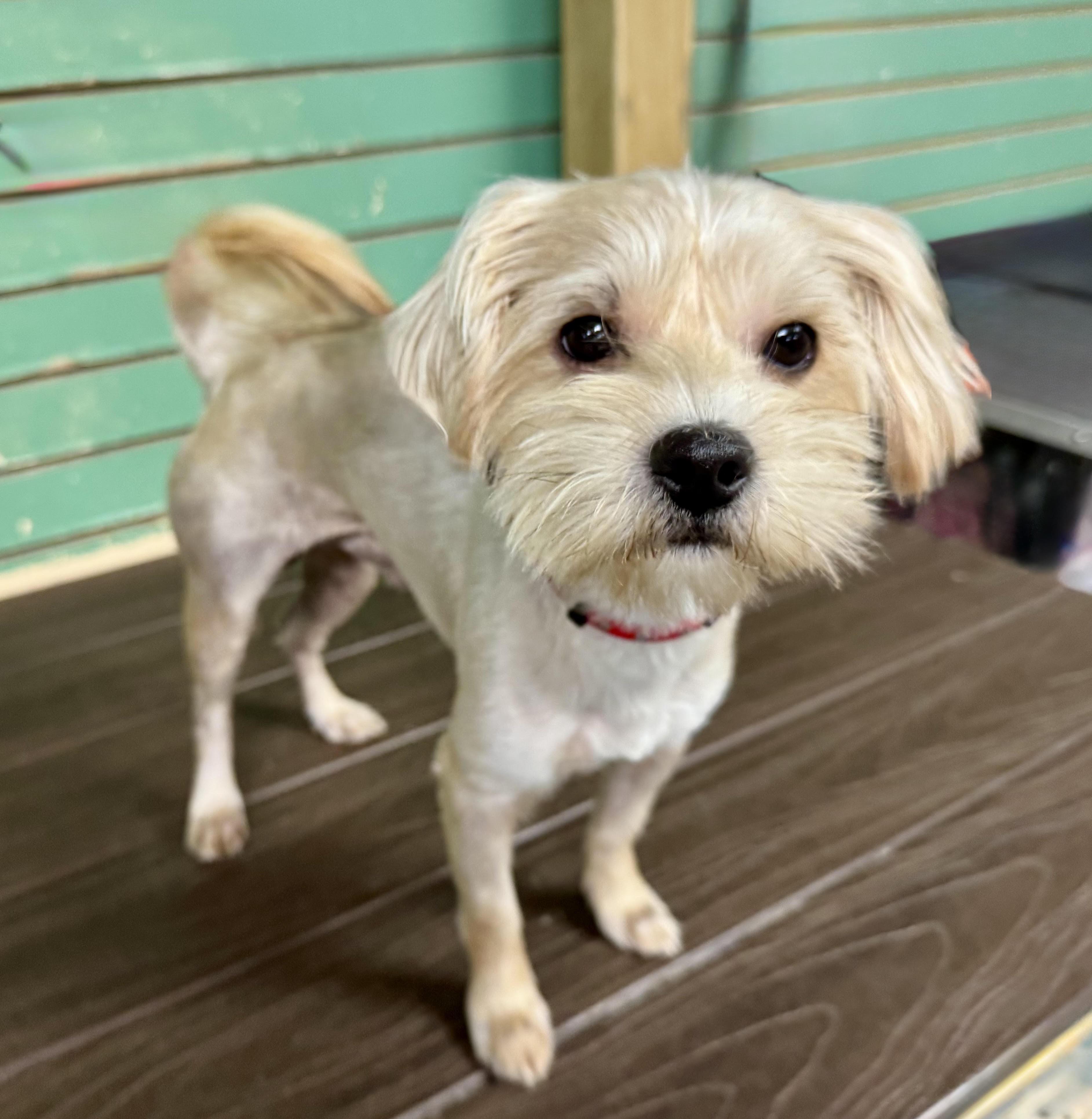 Enlarge Ozzi, a Adoptable Yorkshire Terrier in Maiden, NC image 1/5