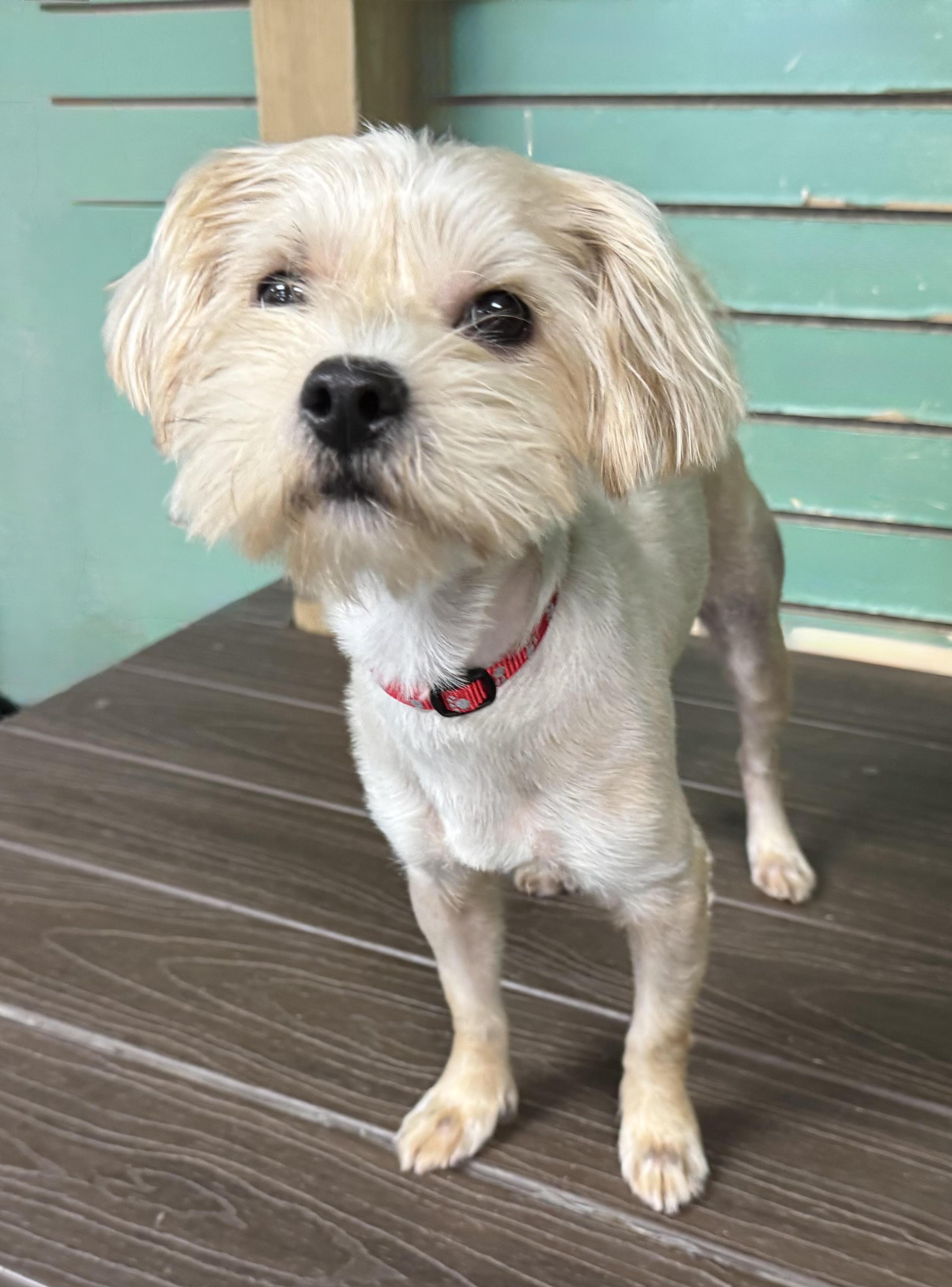 Enlarge Ozzi, a Adoptable Yorkshire Terrier in Maiden, NC image 5/5