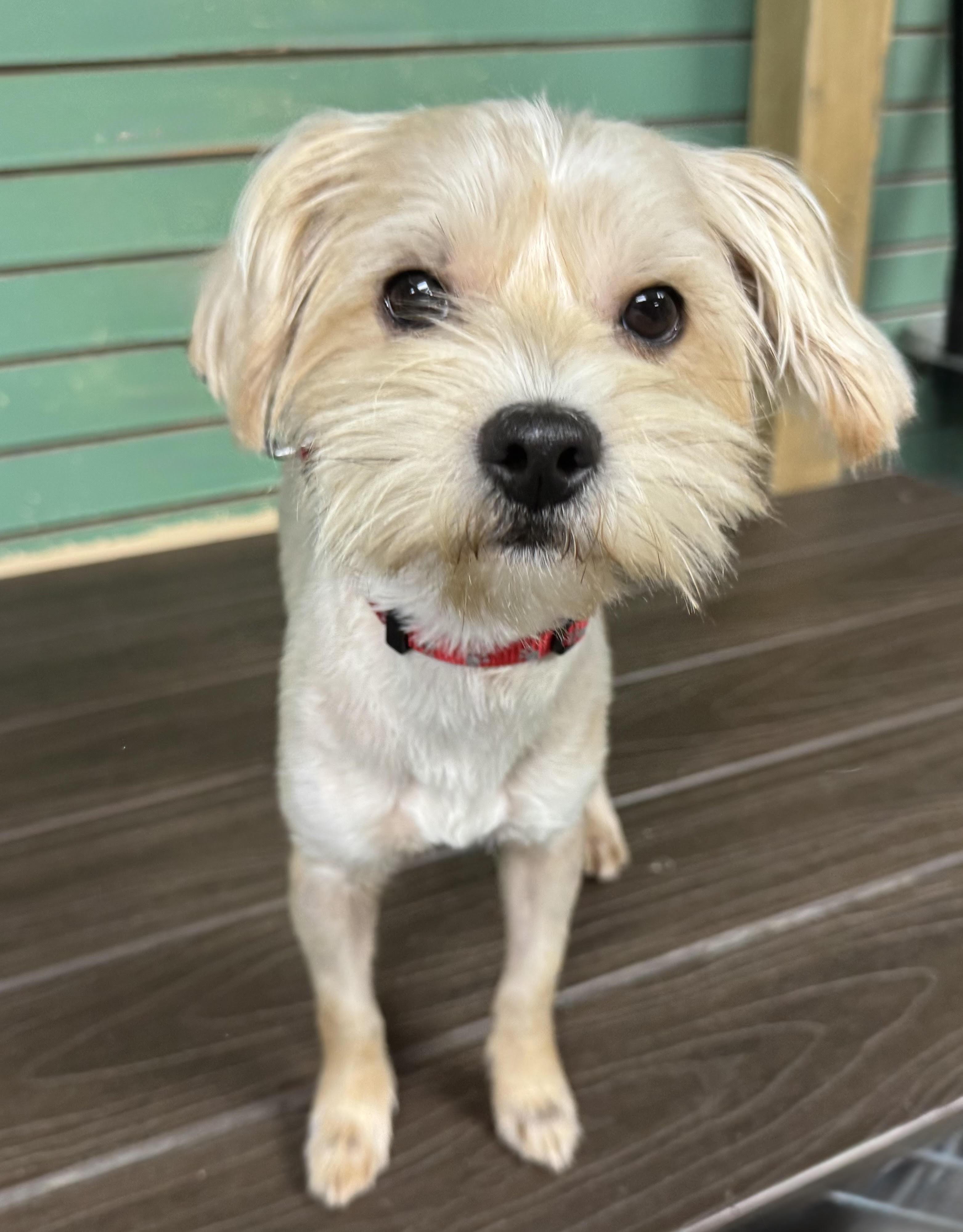 Enlarge Ozzi, a Adoptable Yorkshire Terrier in Maiden, NC image 2/5