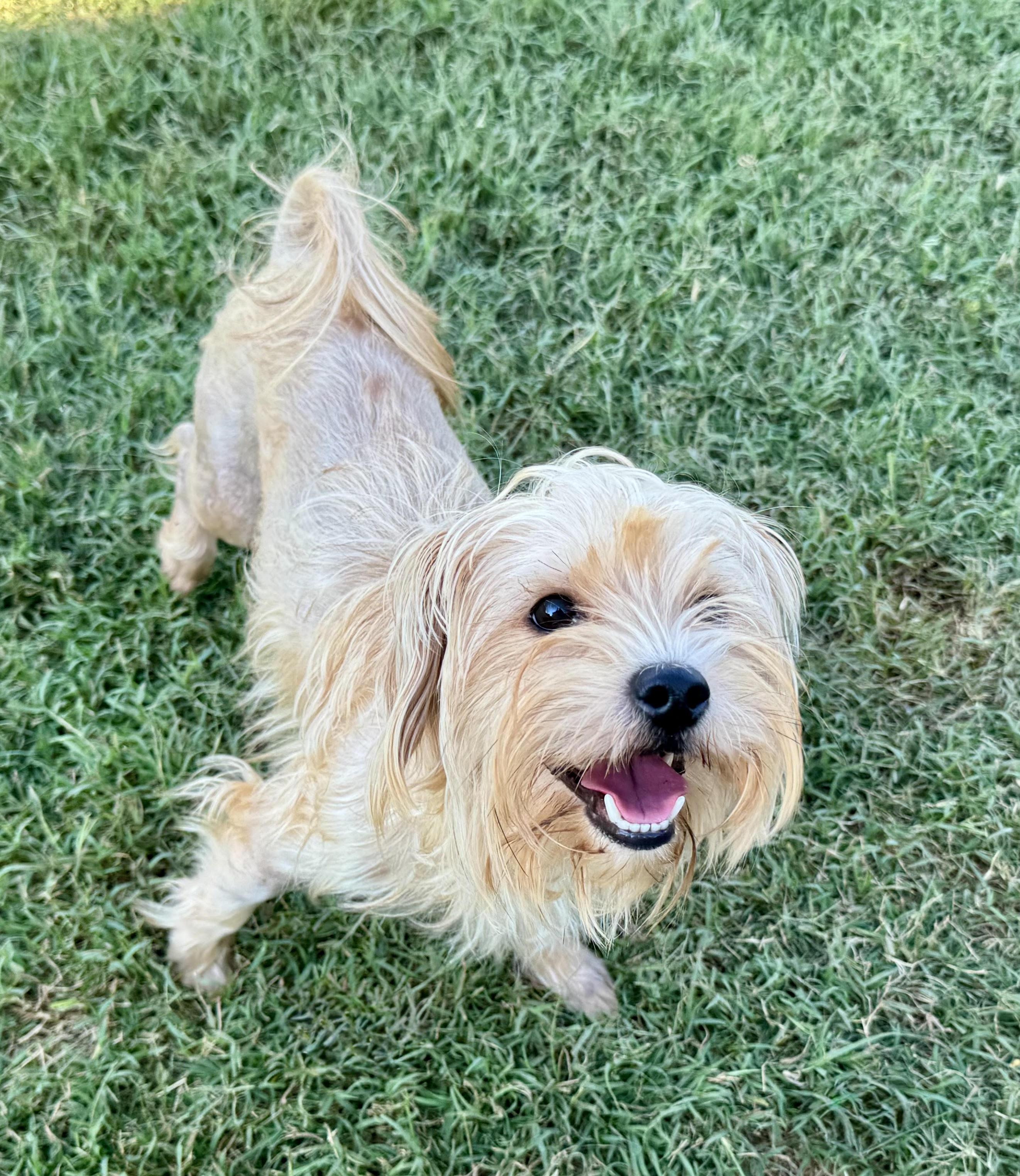 Enlarge Ozzi, a Adoptable Yorkshire Terrier in Maiden, NC image 3/5