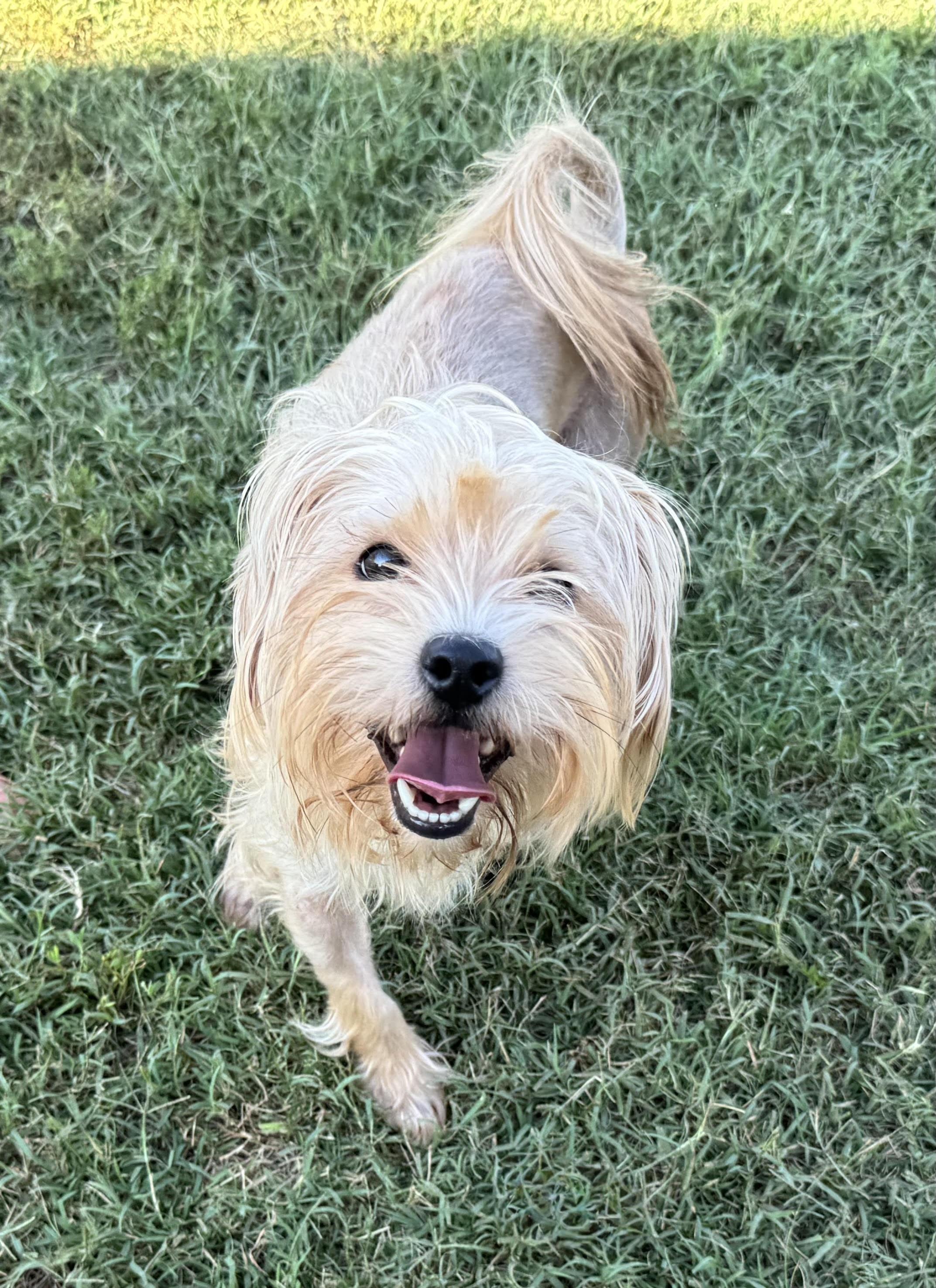 Enlarge Ozzi, a Adoptable Yorkshire Terrier in Maiden, NC image 4/5