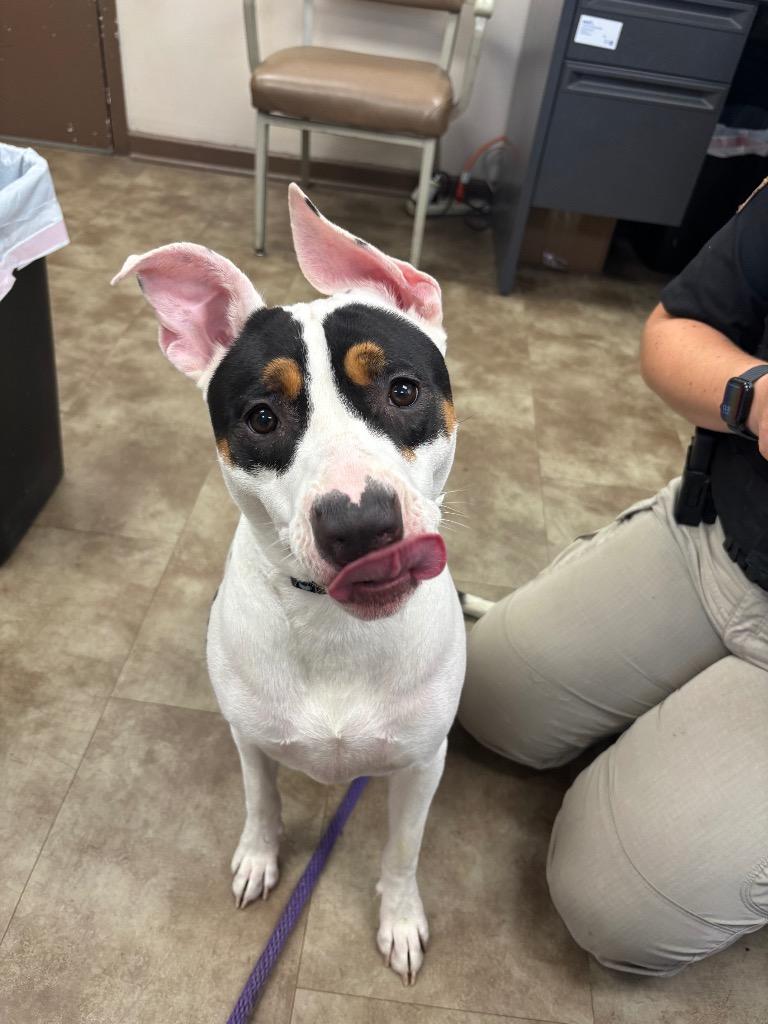 Christina Yang, Adoptable, Young Female Mixed Breed.
