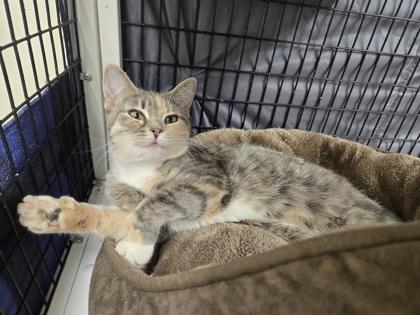 Zion, an adopted Domestic Short Hair in Neenah, WI image 3/3