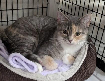 Zion, an adopted Domestic Short Hair in Neenah, WI image 2/3