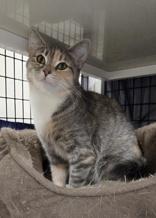 Zion, adopted, Young Female Domestic Short Hair.