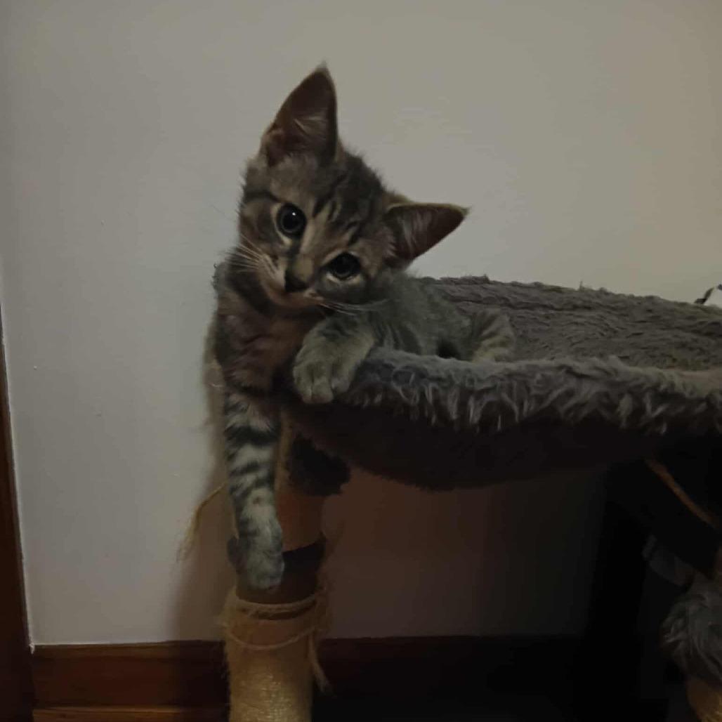 Sterling, Adoptable, Young Male Domestic Short Hair.