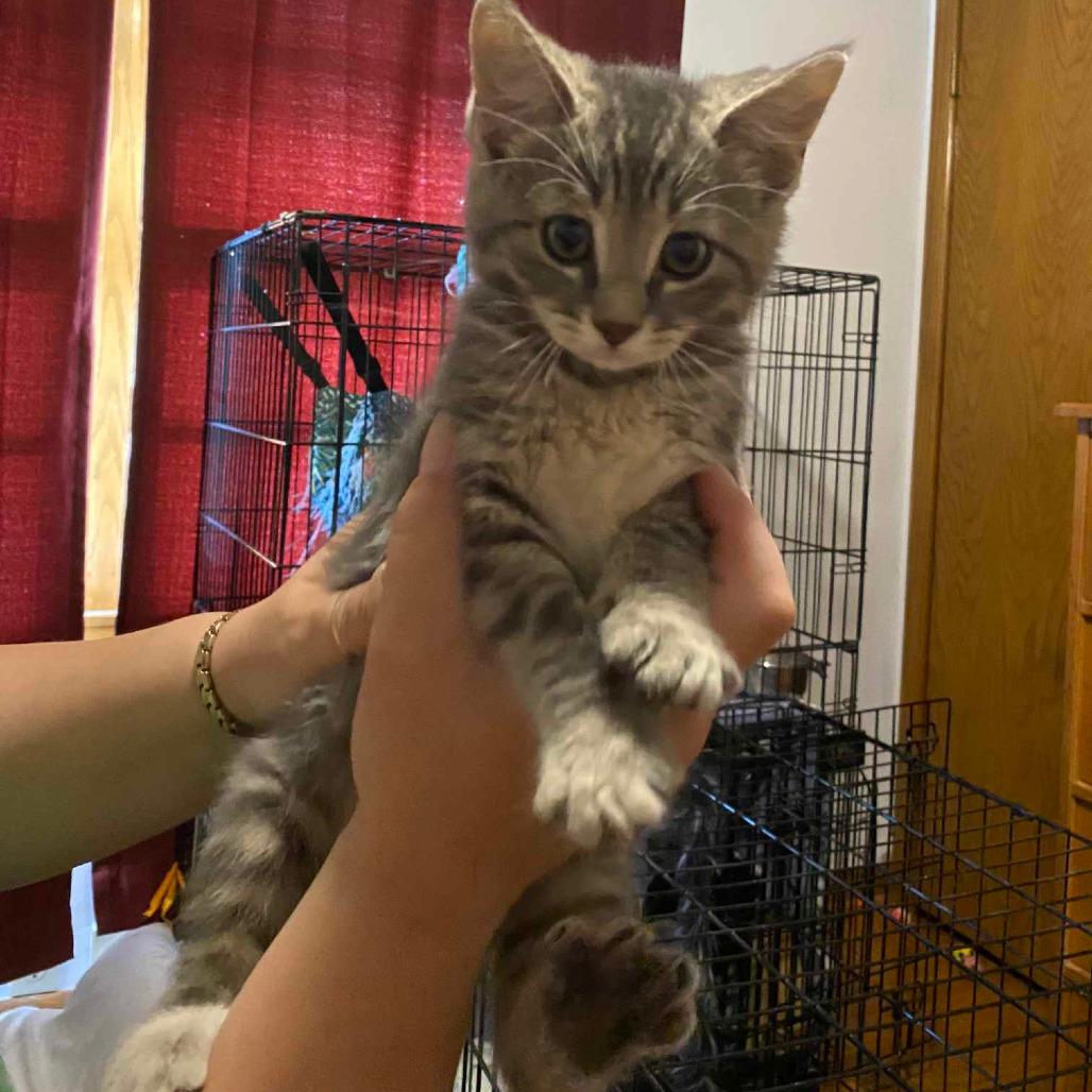 Enlarge Sterling, a Adoptable Domestic Short Hair in Grand Rapids, MN image 2/6