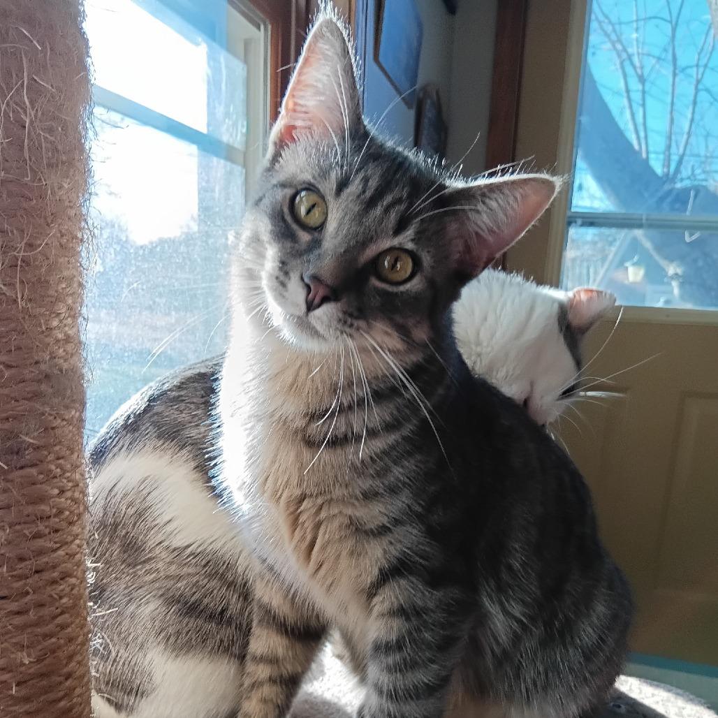 Enlarge Sterling, a Adoptable Domestic Short Hair in Grand Rapids, MN image 3/6