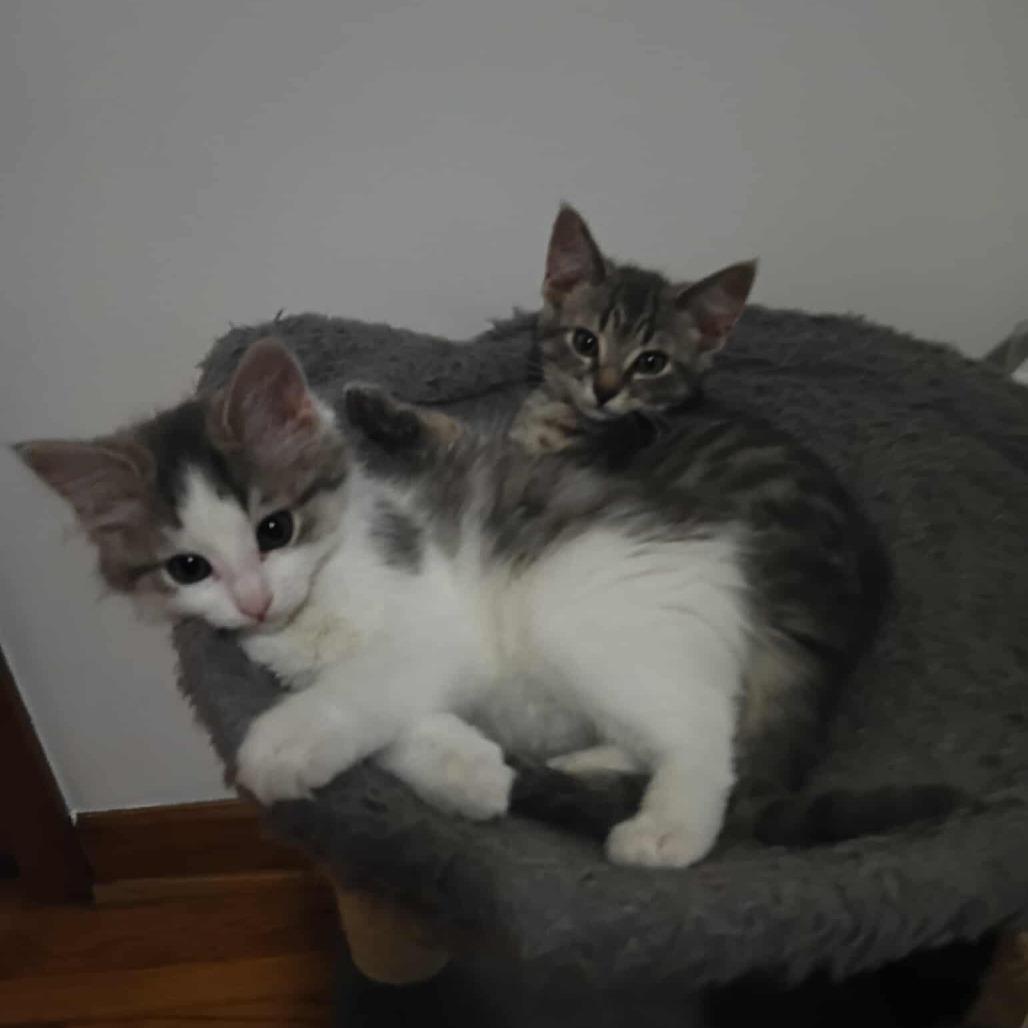 Enlarge Sterling, a Adoptable Domestic Short Hair in Grand Rapids, MN image 4/6