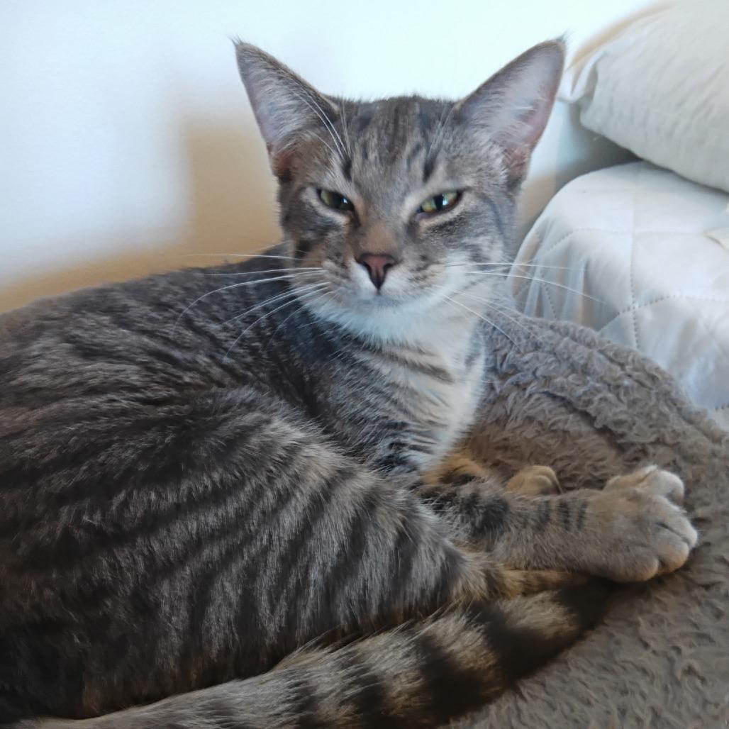 Enlarge Sterling, a Adoptable Domestic Short Hair in Grand Rapids, MN image 5/6