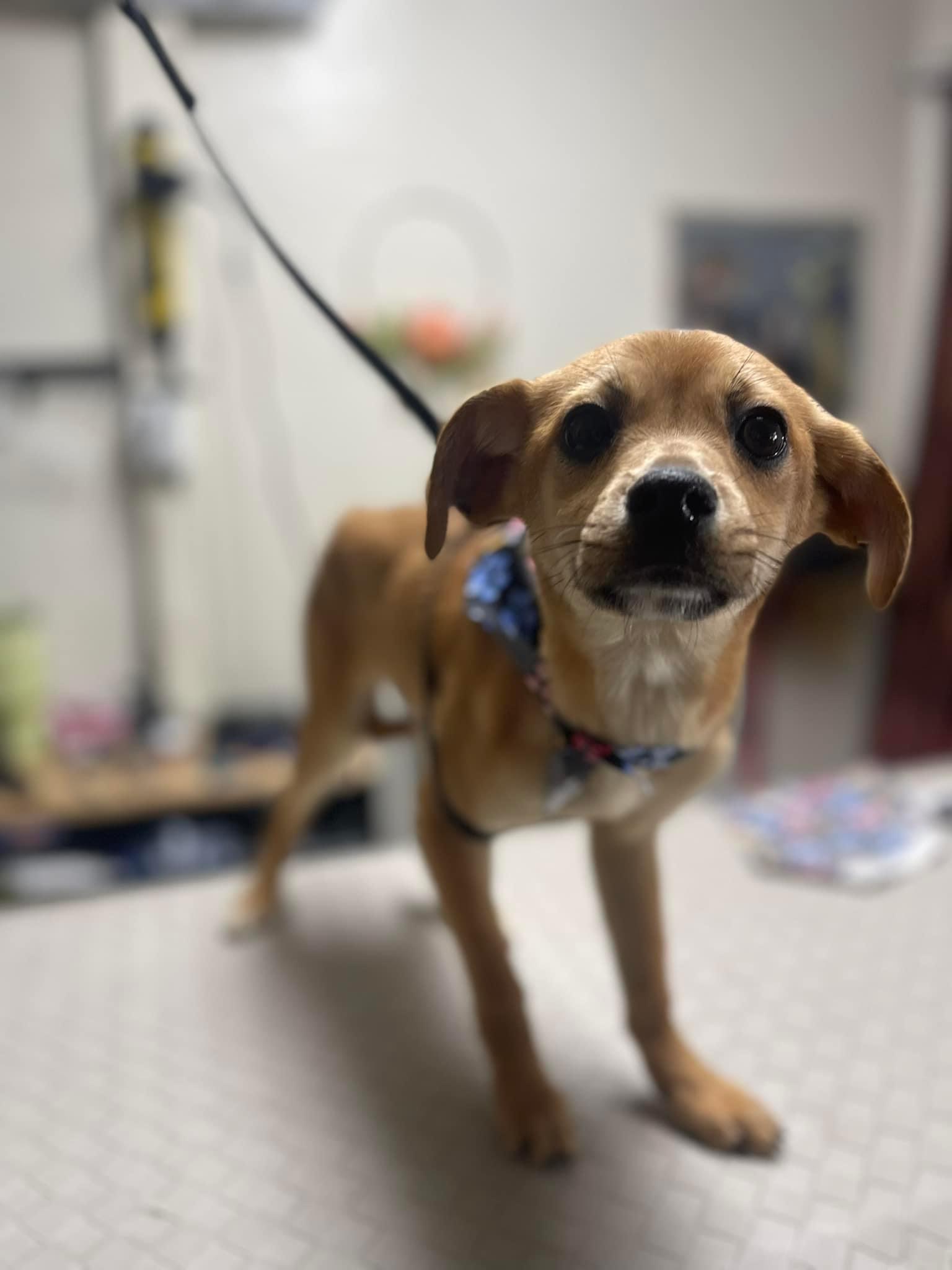 Rosie