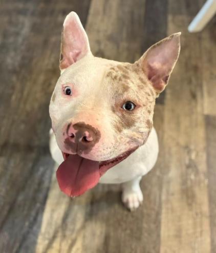 Enlarge Marshmallow, a ADOPTABLE mixed breed in Albany, NY image 1/1